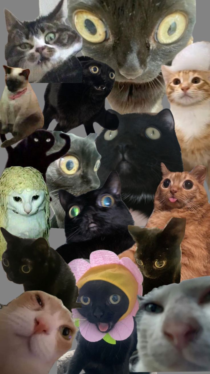 736x1308 cat #funny #vibes #funky #goofy #kitten