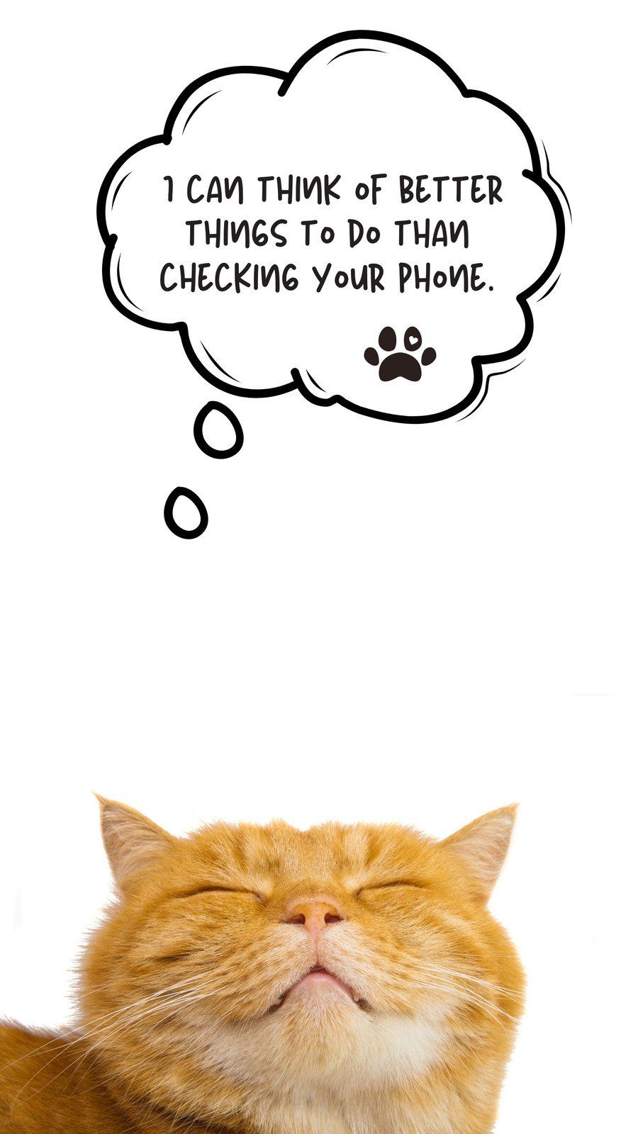 900x1600 Free custom funny cat phone wallpaper templates