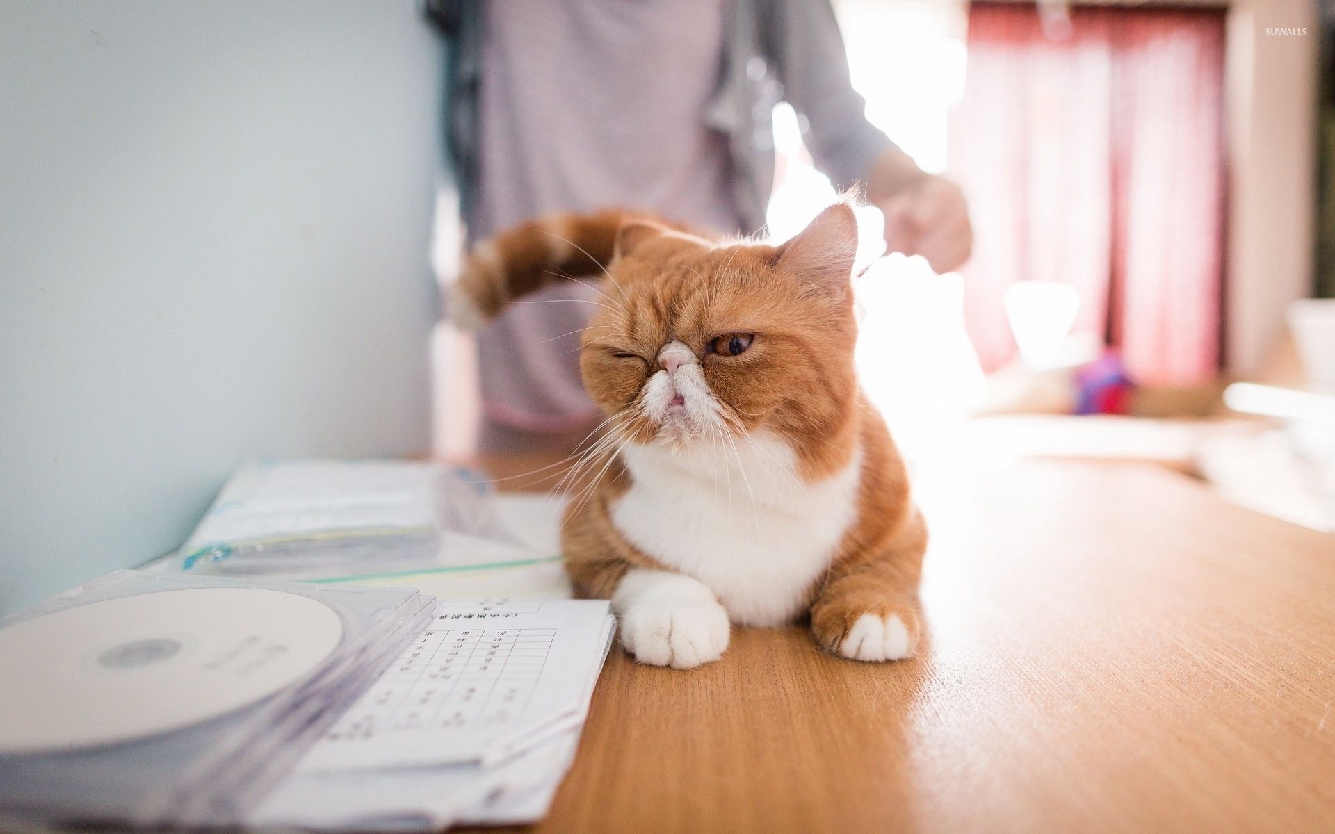 1920x1200 Funny cat wallpaper wallpaper