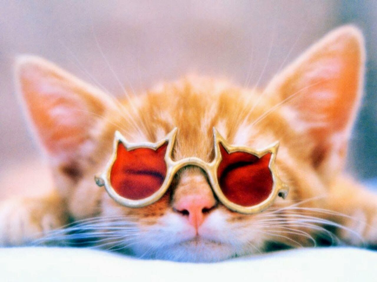 1280x960 beautiful wallpaper: funny cat picture wallpaper