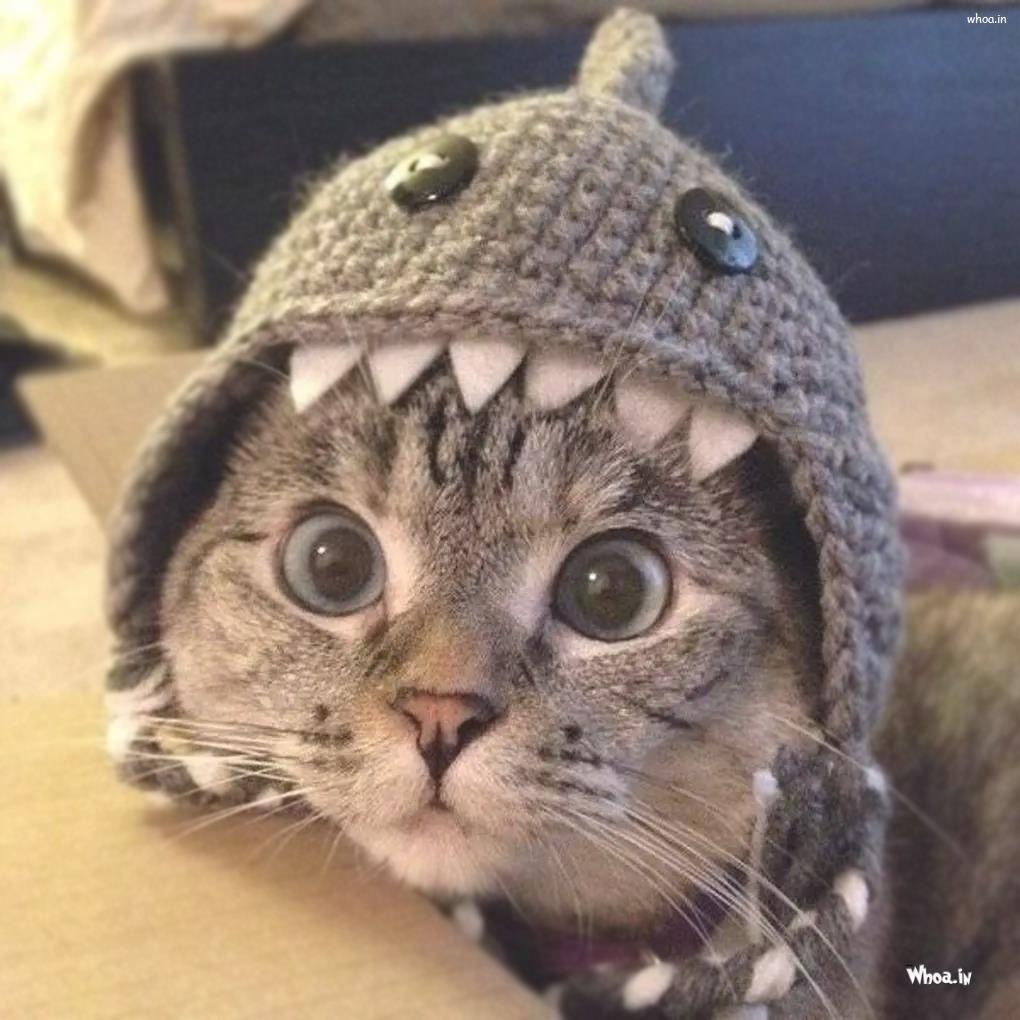 1020x1020 Funny Cat Picture And Wallpaper, Funny Image Download