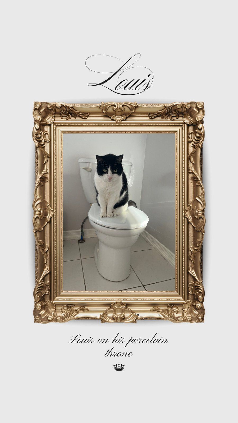 900x1600 Free custom funny cat phone wallpaper templates