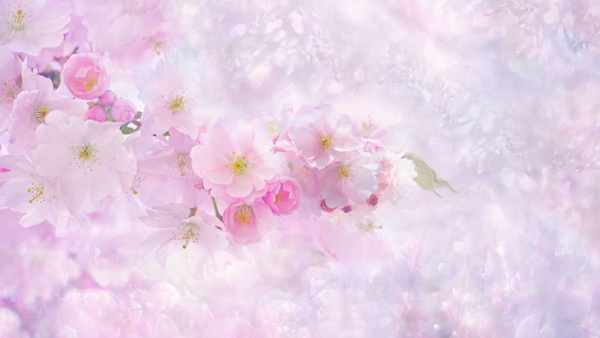 1920x1080 Cherry blossom Wallpaper 4K, Light pink background