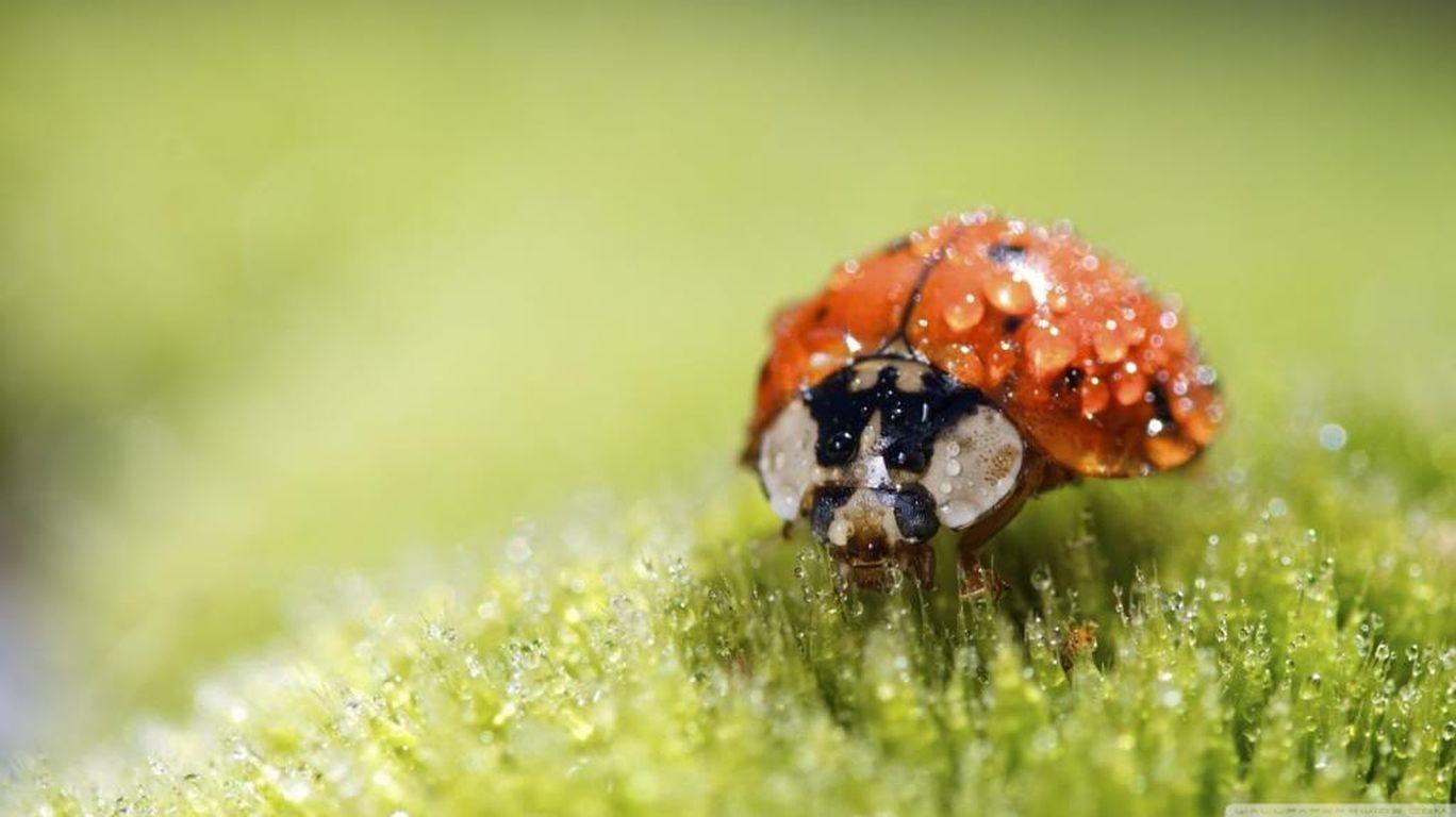 1368x768 View, Natural Image, Cute Desktop Image, Nature Background