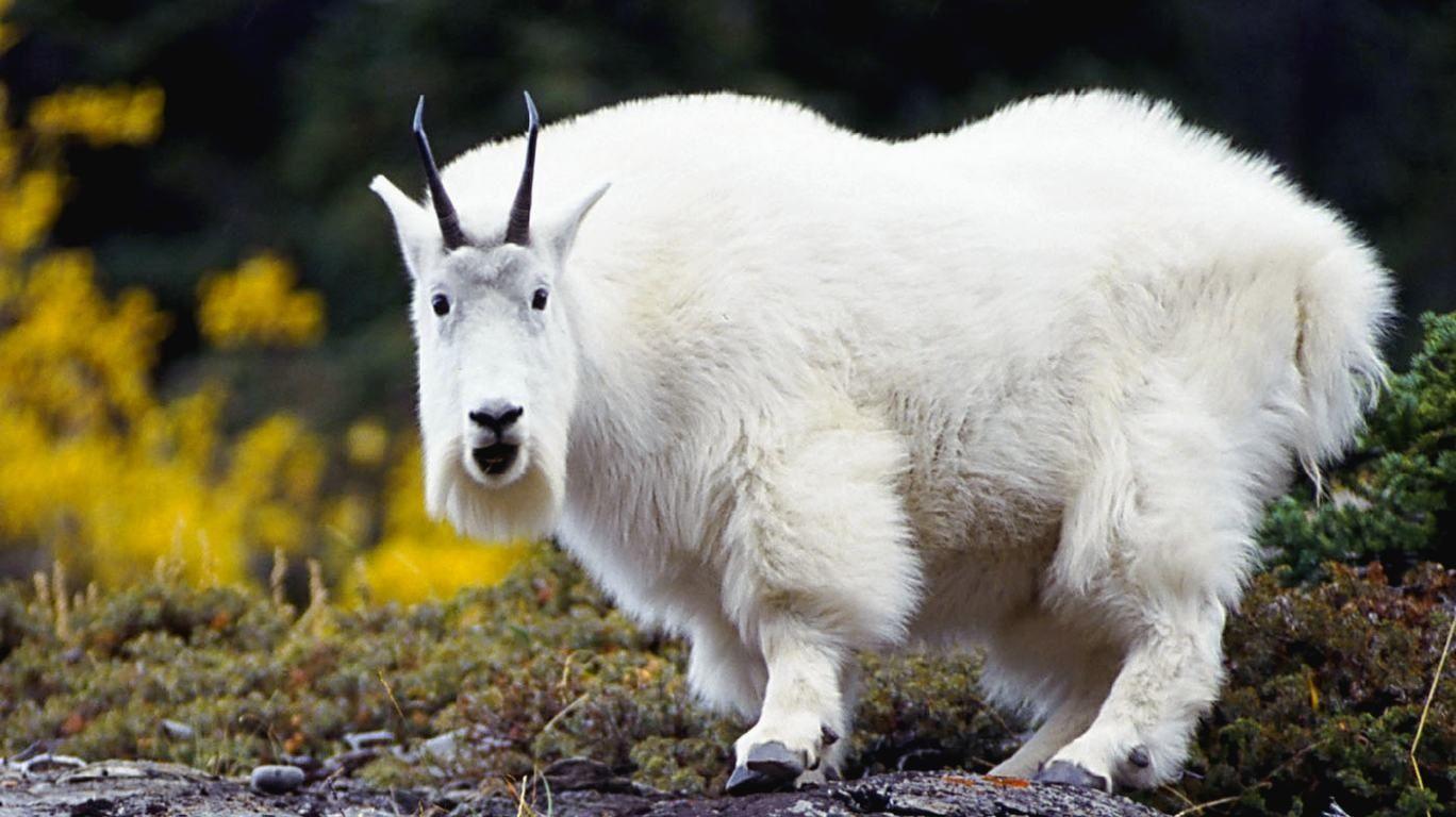 1368x768 Mountain Goat Coat