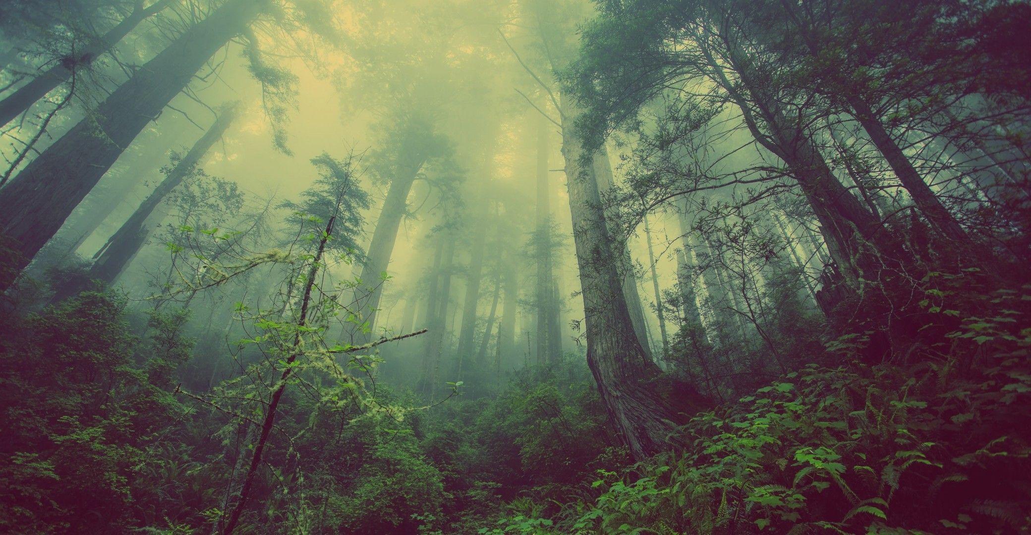 2080x1080 Download 2080x1080 Forest, Mist, Trees, Foliage Wallpaper
