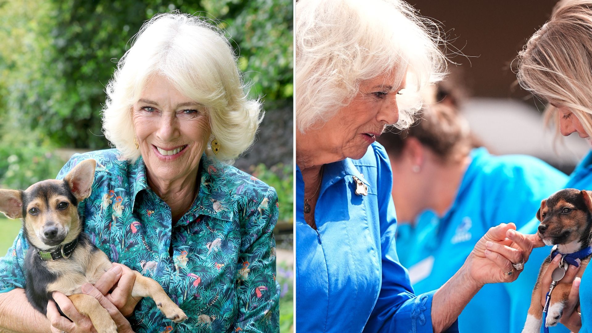 1920x1080 Queen Camilla's Puppy Moley Poses for the Most Adorable Pic