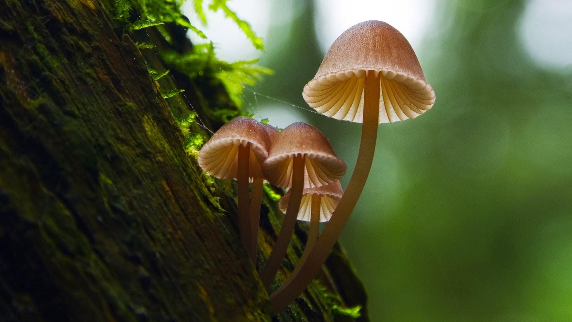 Nature Mushroom HD Wallpaper