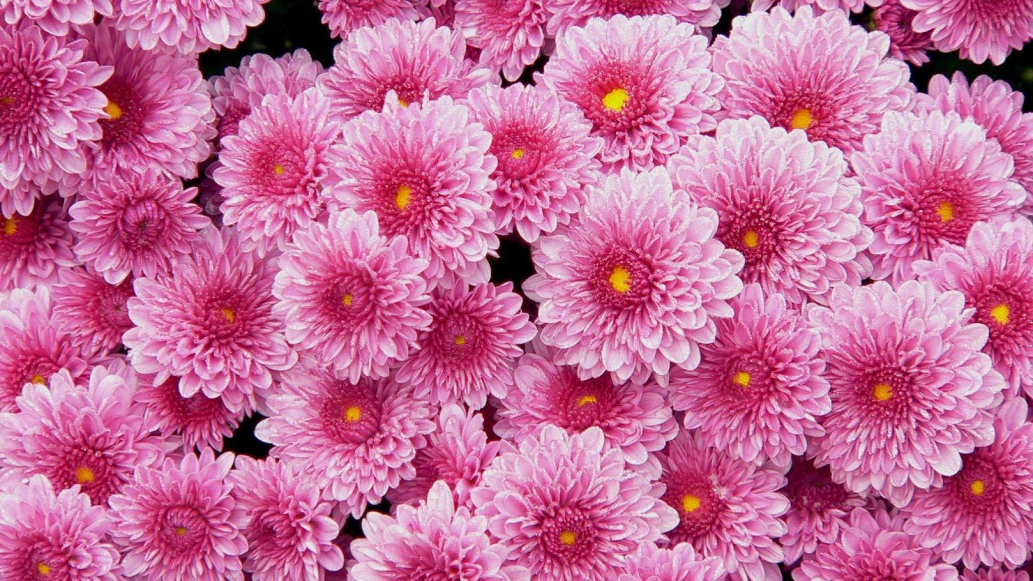 2048x1152 Chrysanthemums wallpaperx1152