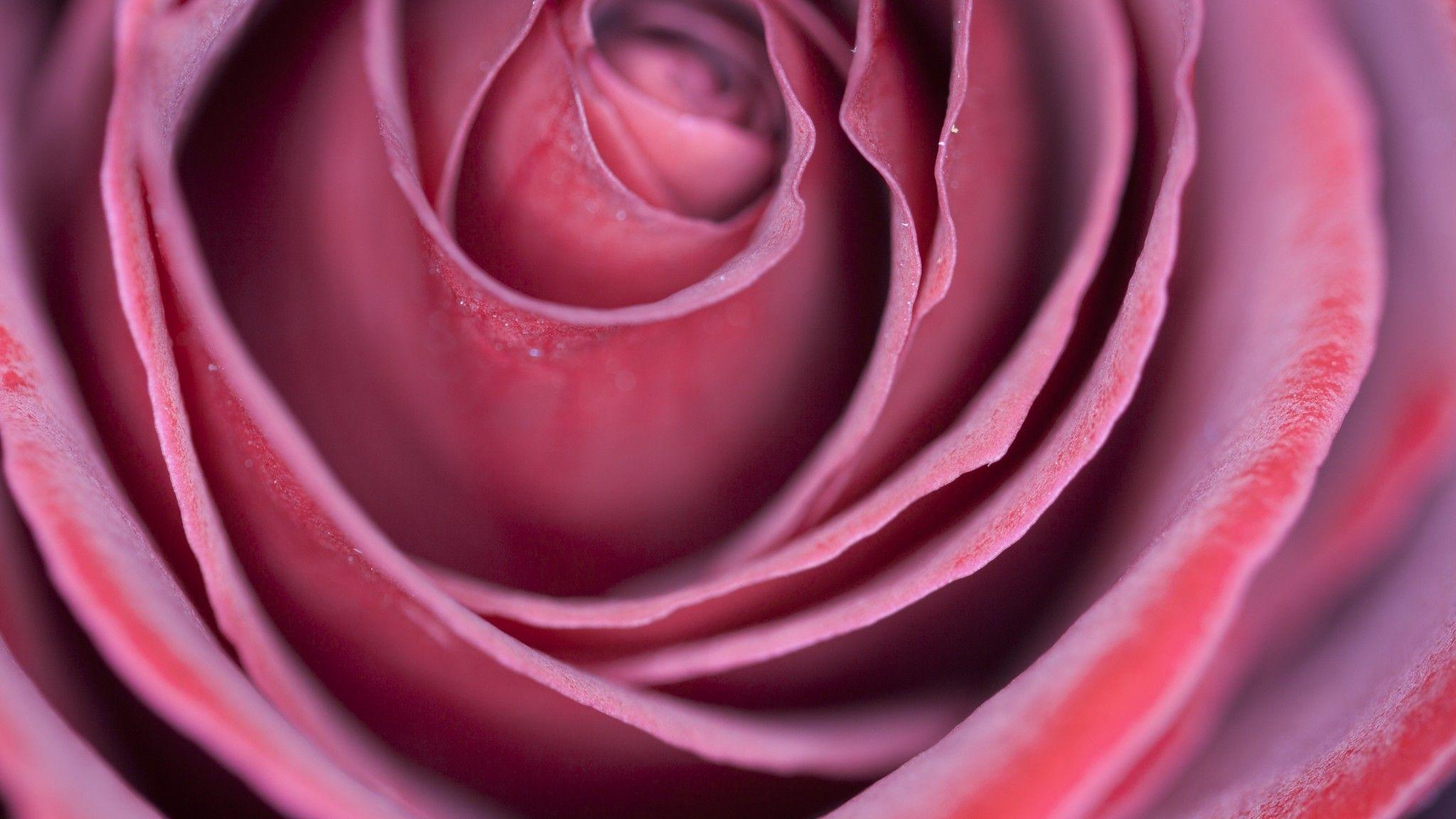 2048x1152 Download 2048x1152 Pink Rose, Petals, Macro Wallpaper