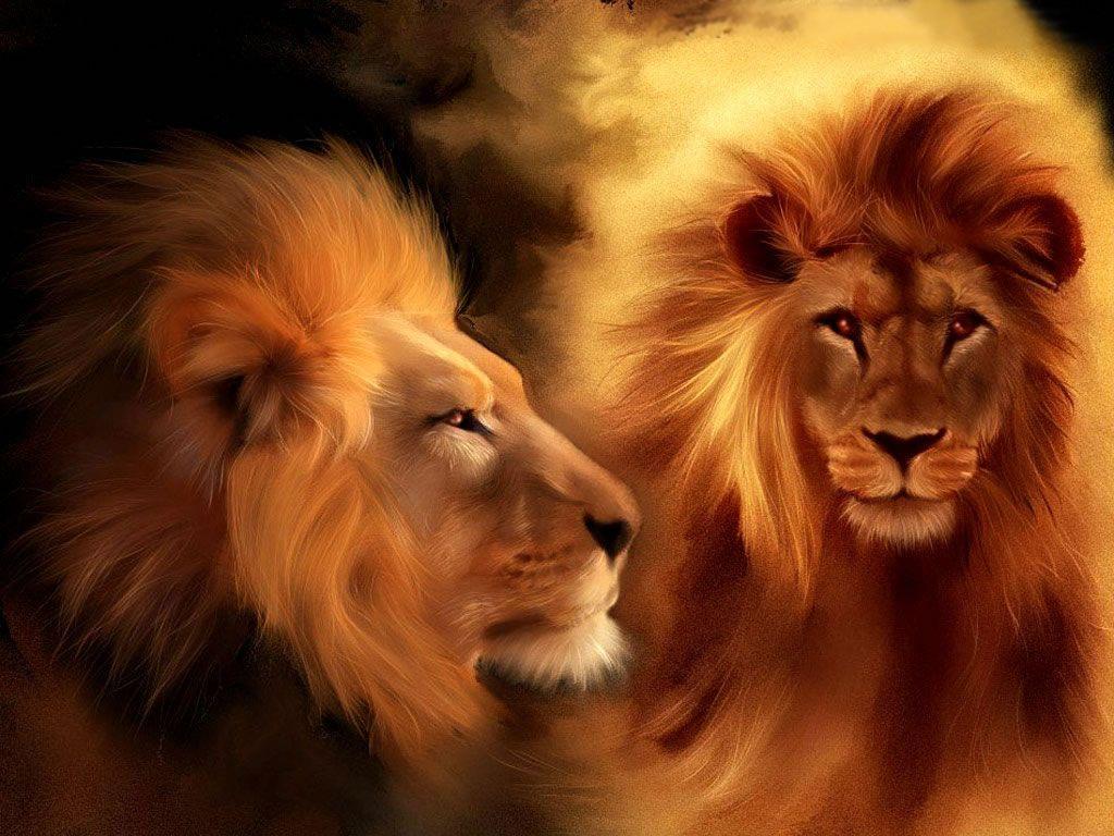 1024x768 Lion Animal Wallpaper
