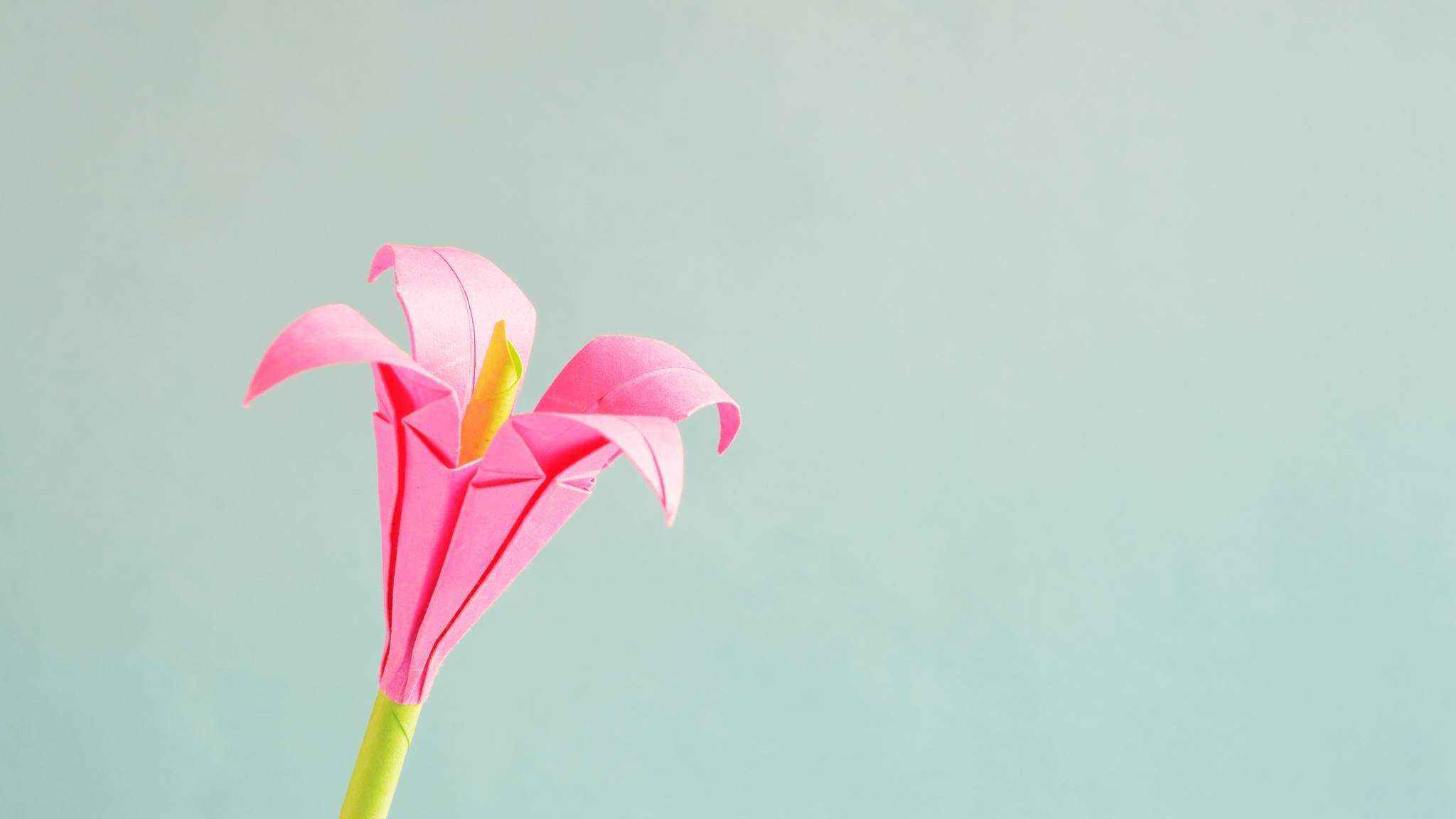 2048x1152 Pink 4 Petaled Flower HD Wallpaper (2048x1152)