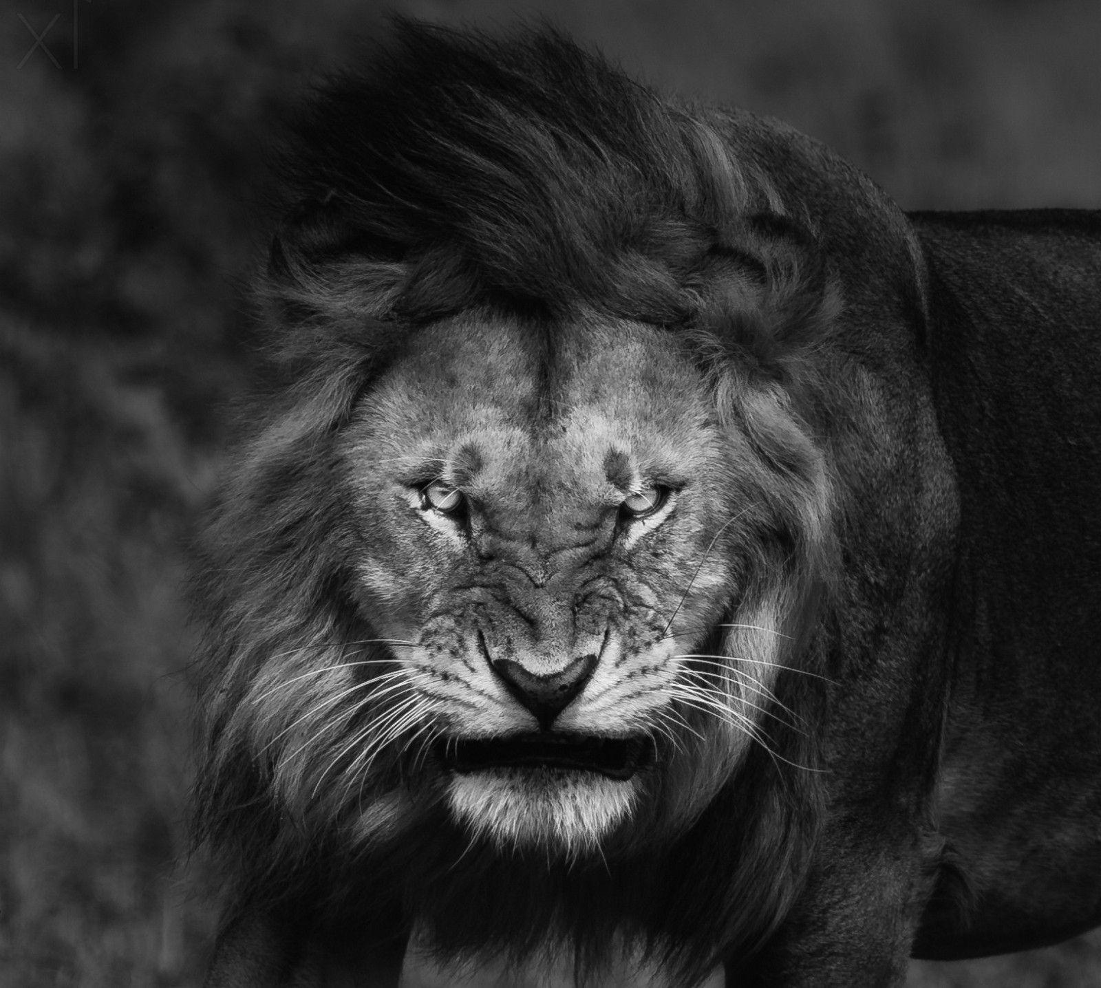 1600x1436 96356de241 good quality exquisite design mad lion wallpaper