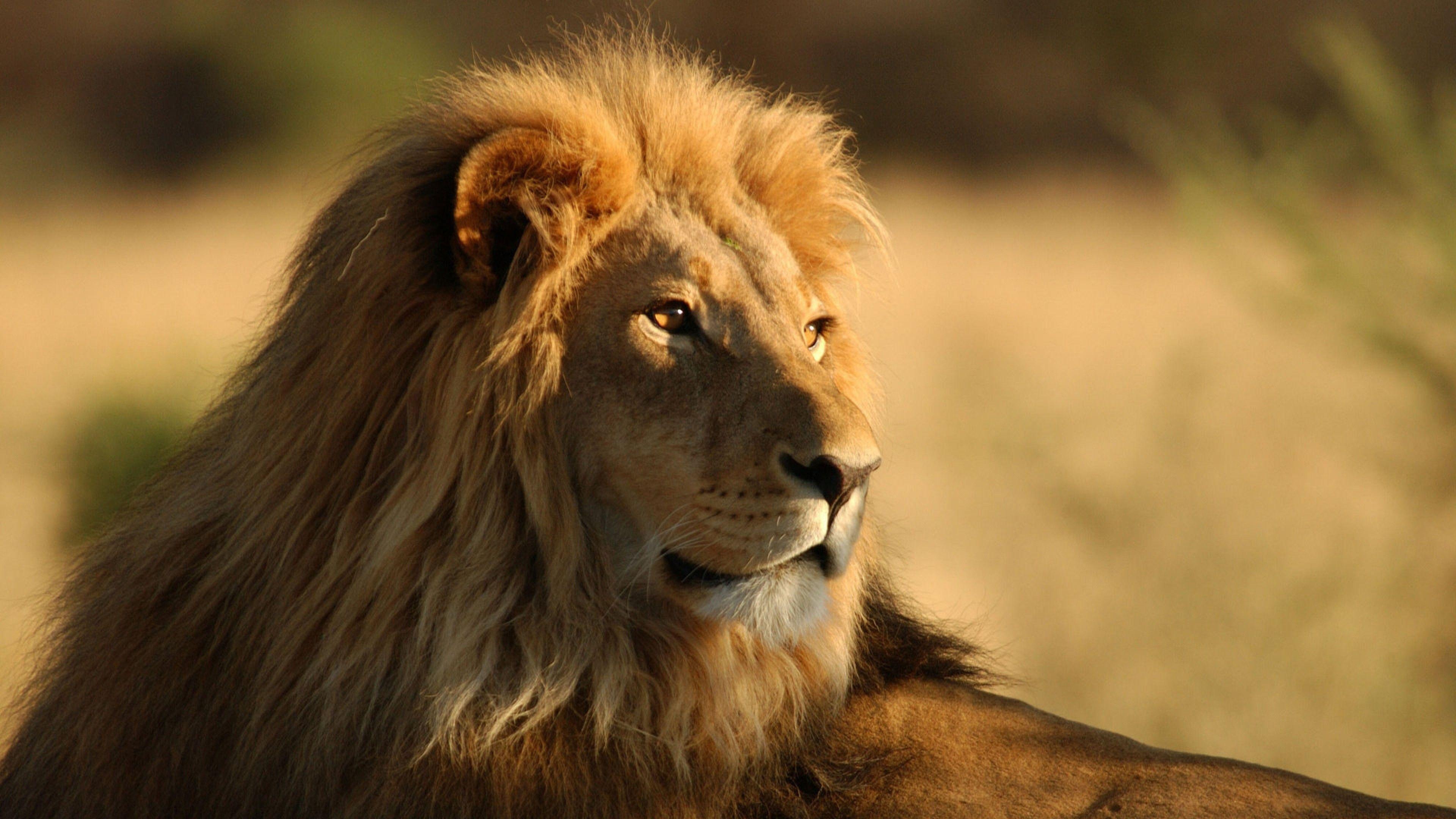 3840x2160 Lion Wallpaper