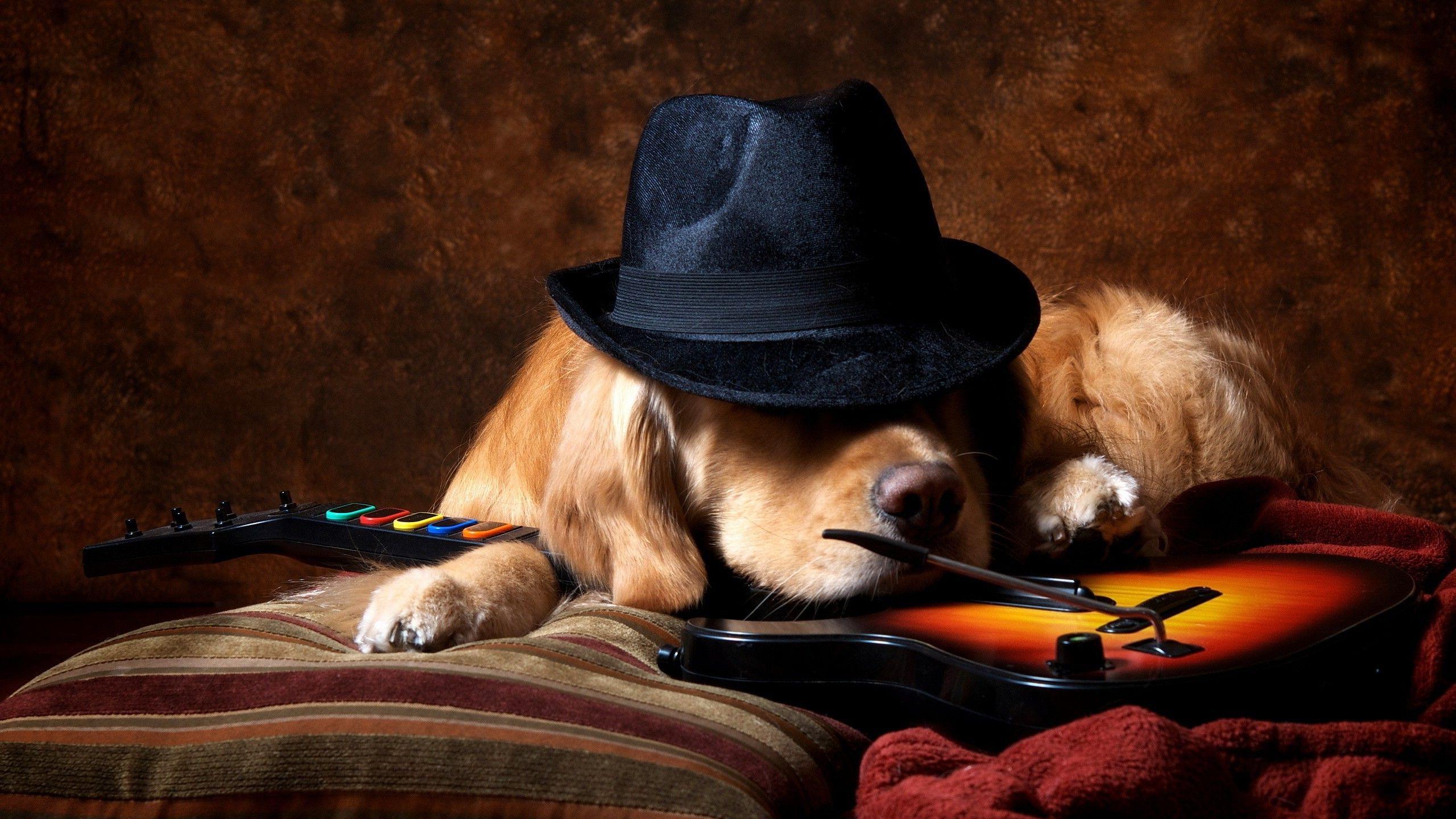2560x1440 animals, Dog, Video Games, Guitar, Hat, Golden Retrievers, Guitar