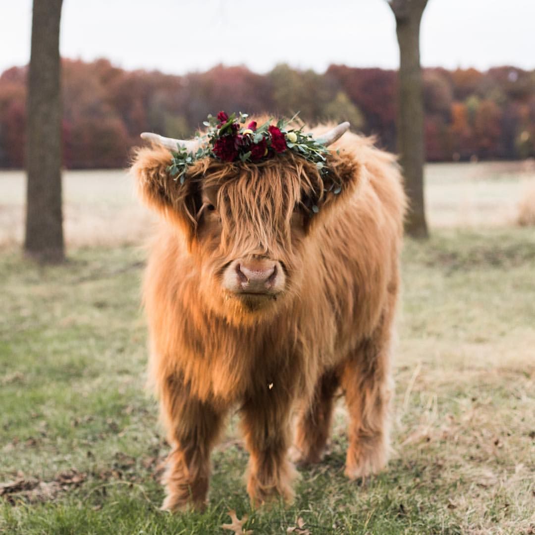 1080x1080 Cute Highland Cow Image Quizzical And Cute Highland Cow