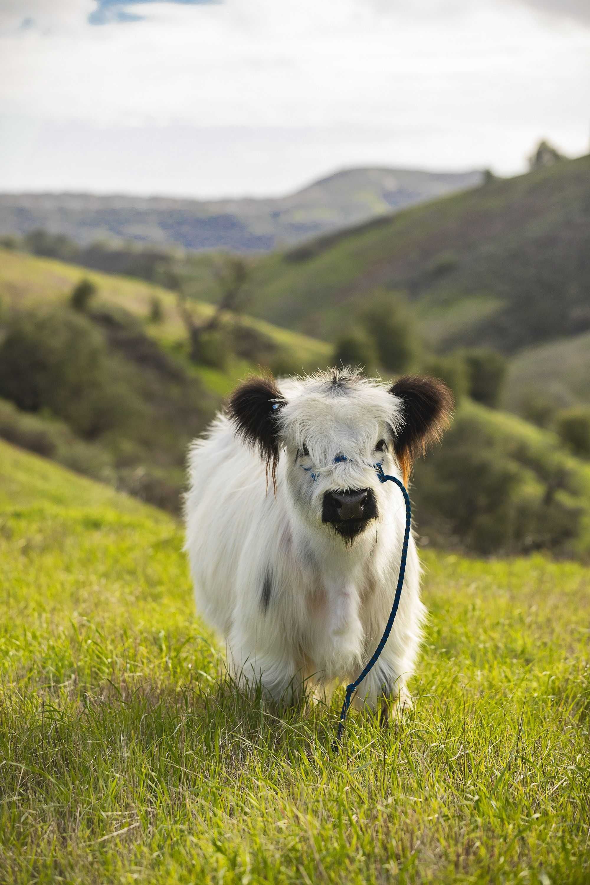 2000x3000 Cow Wallpaper
