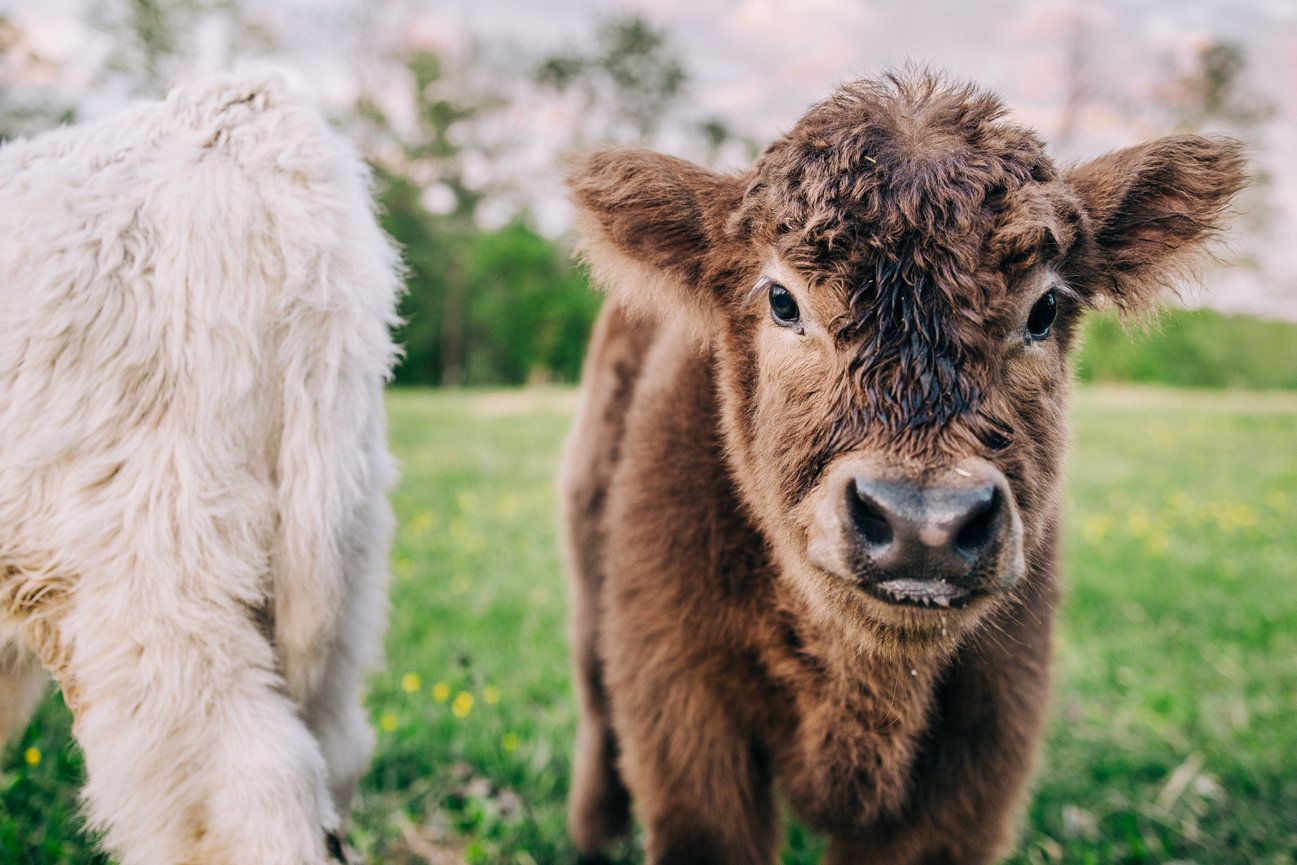 1297x865 Highland Cow Experience. Loudoun County VA. SA Schinsky Photo