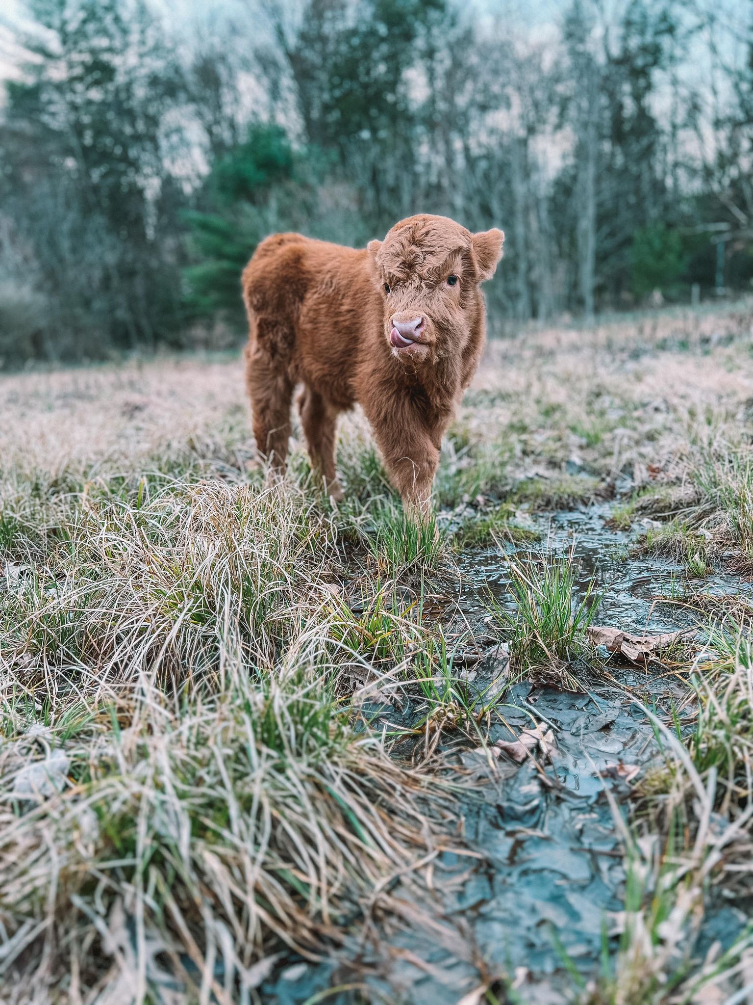 1536x2048 Highland Cow Mini Sessions