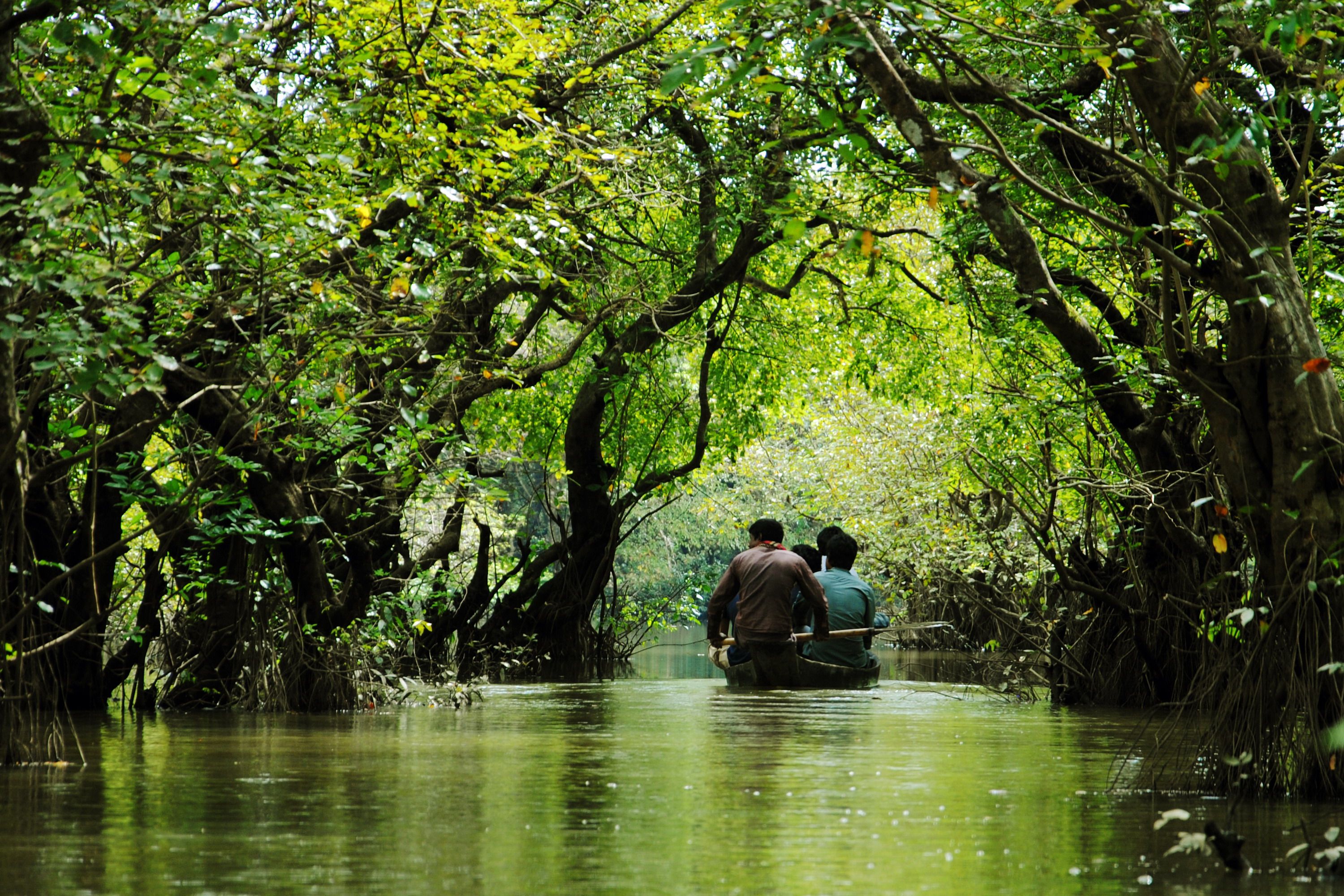 3000x2000 Ratargul Swamp Forest, Sylhet