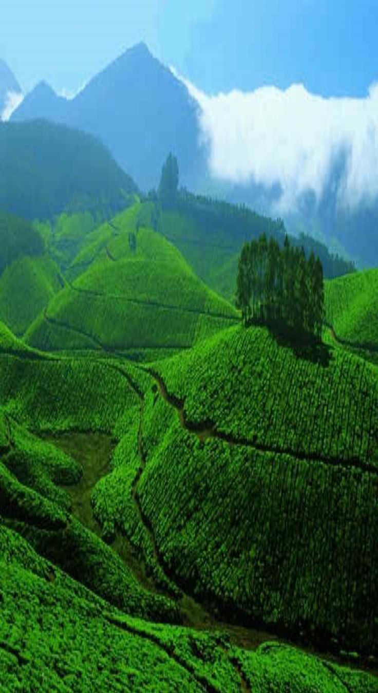736x1349 Tea garden, Sylhet; Bangladesh