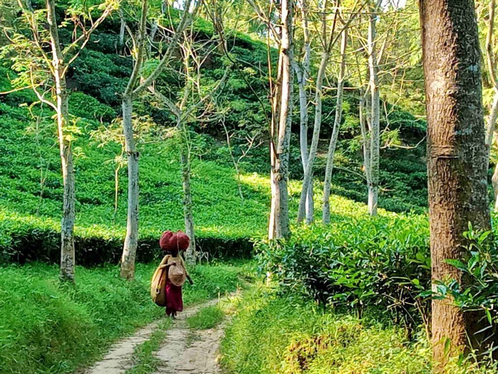 1024x768 Sylhet & Srimangal Tour