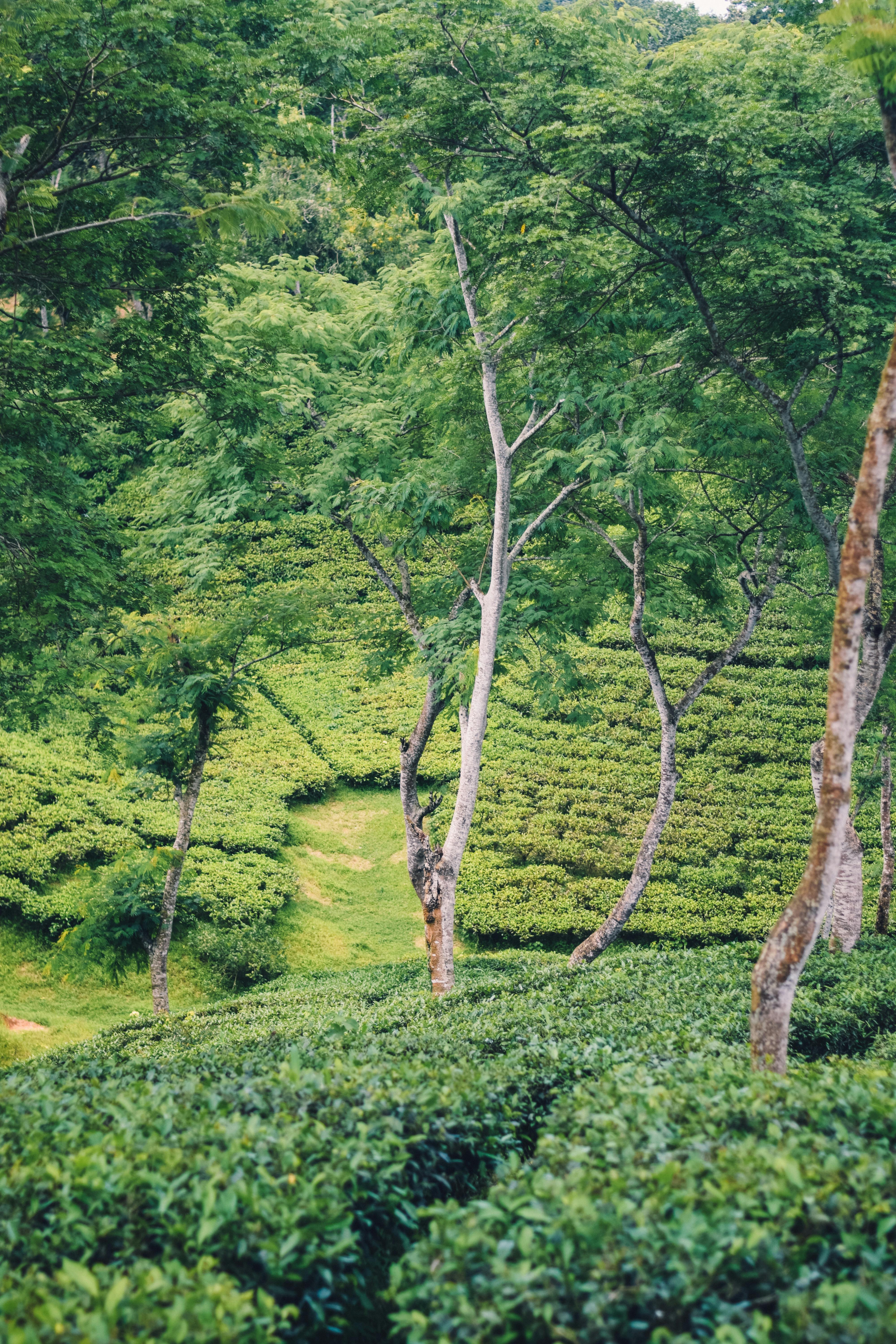 4000x6000 Tea Garden In Bangladesh Photo, Download The BEST Free Tea Garden In Bangladesh & HD Image