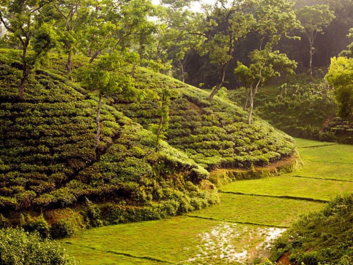 1200x900 Of Sylhet's Seven Layer Tea And More