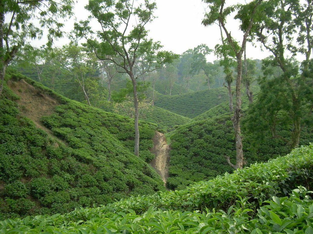 1024x768 Picture of Sylhet
