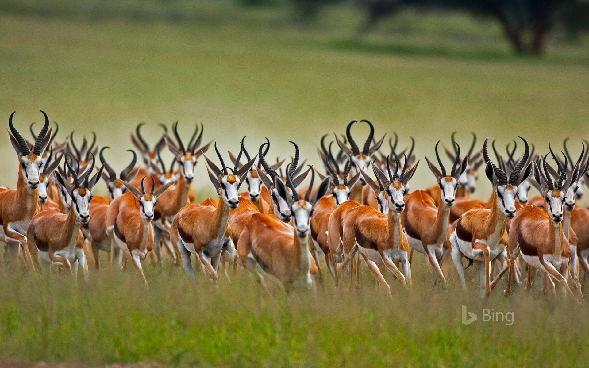 1920x1200 A herd of male springboks in the Kalahari region of South Africa Wallpaper