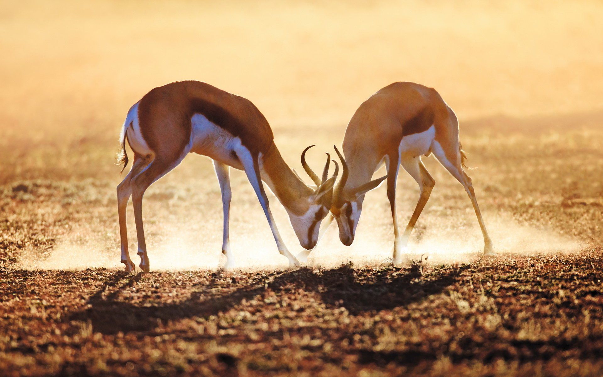 1920x1200 Download Springbok Animal Antelope HD Wallpaperx1200