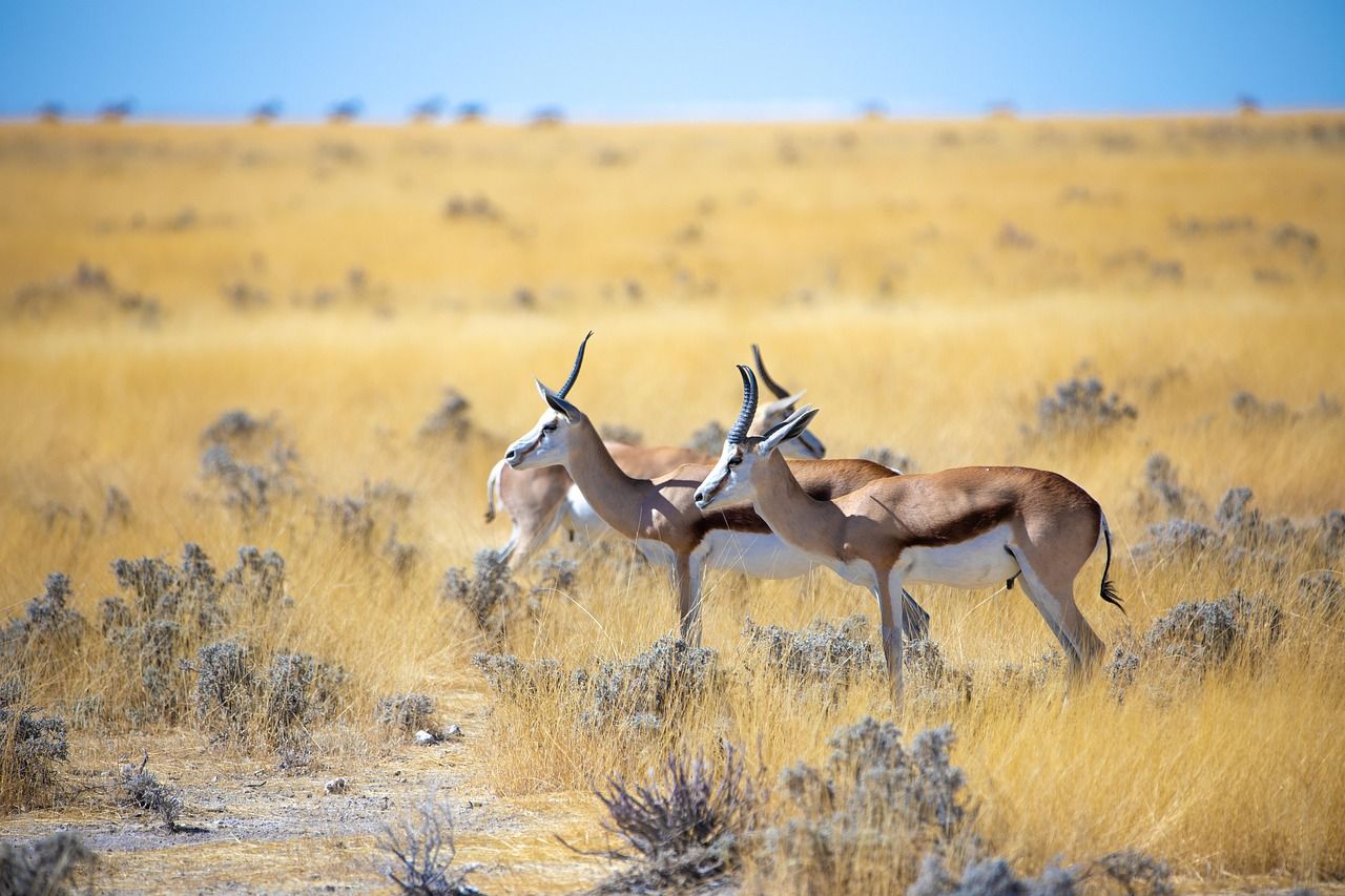 1280x853 Free Springbok & Gazelle Image