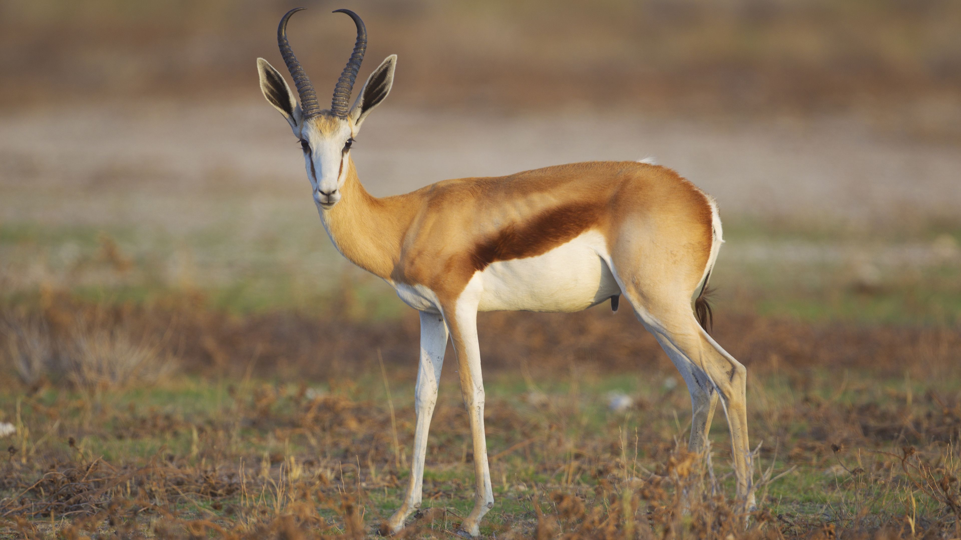 3840x2160 Springbok Is Standing On Grass In Blur Background 4K HD Springbok Wallpaper