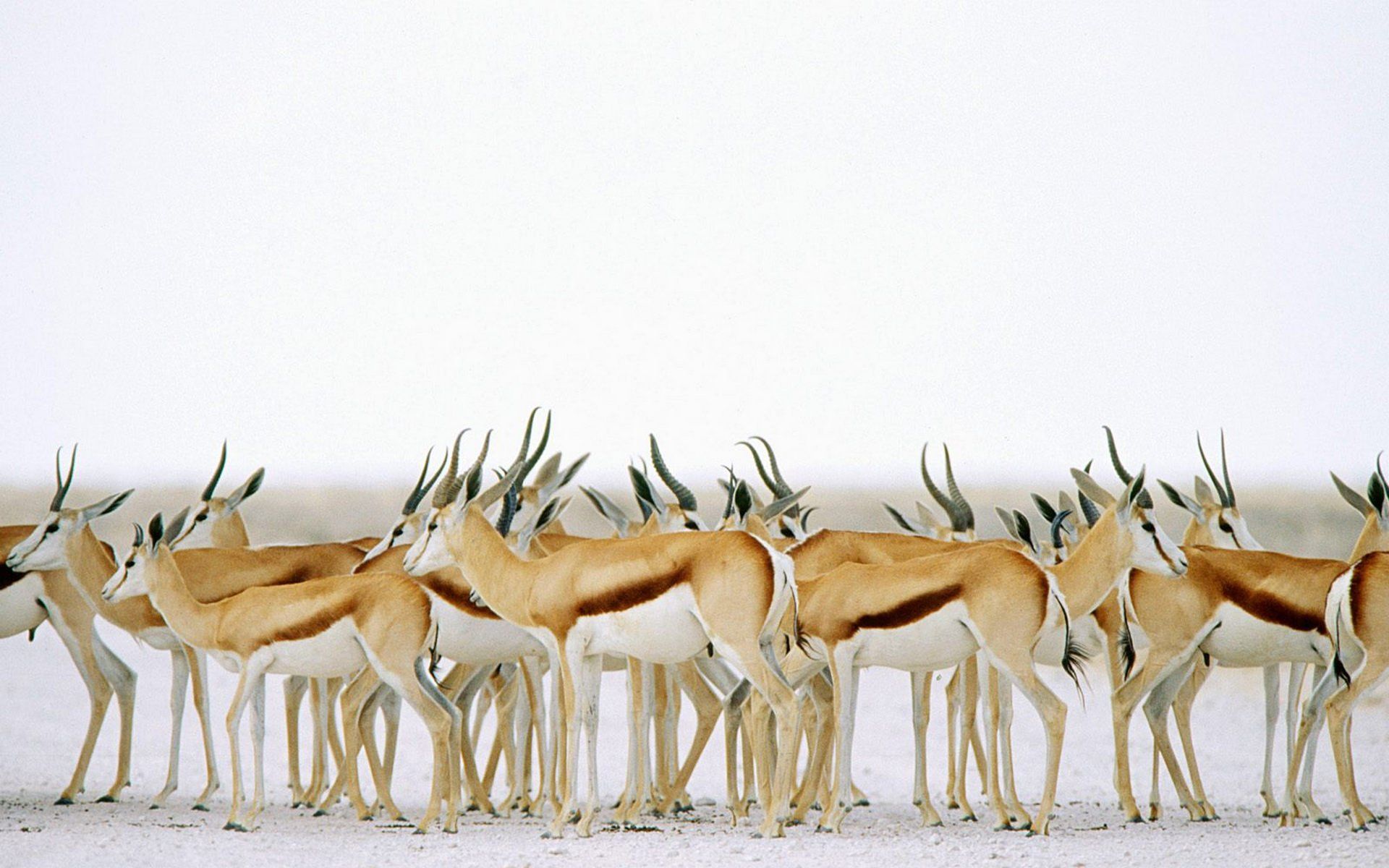 1920x1200 Download Springbok Animal Antelope HD Wallpaperx1200