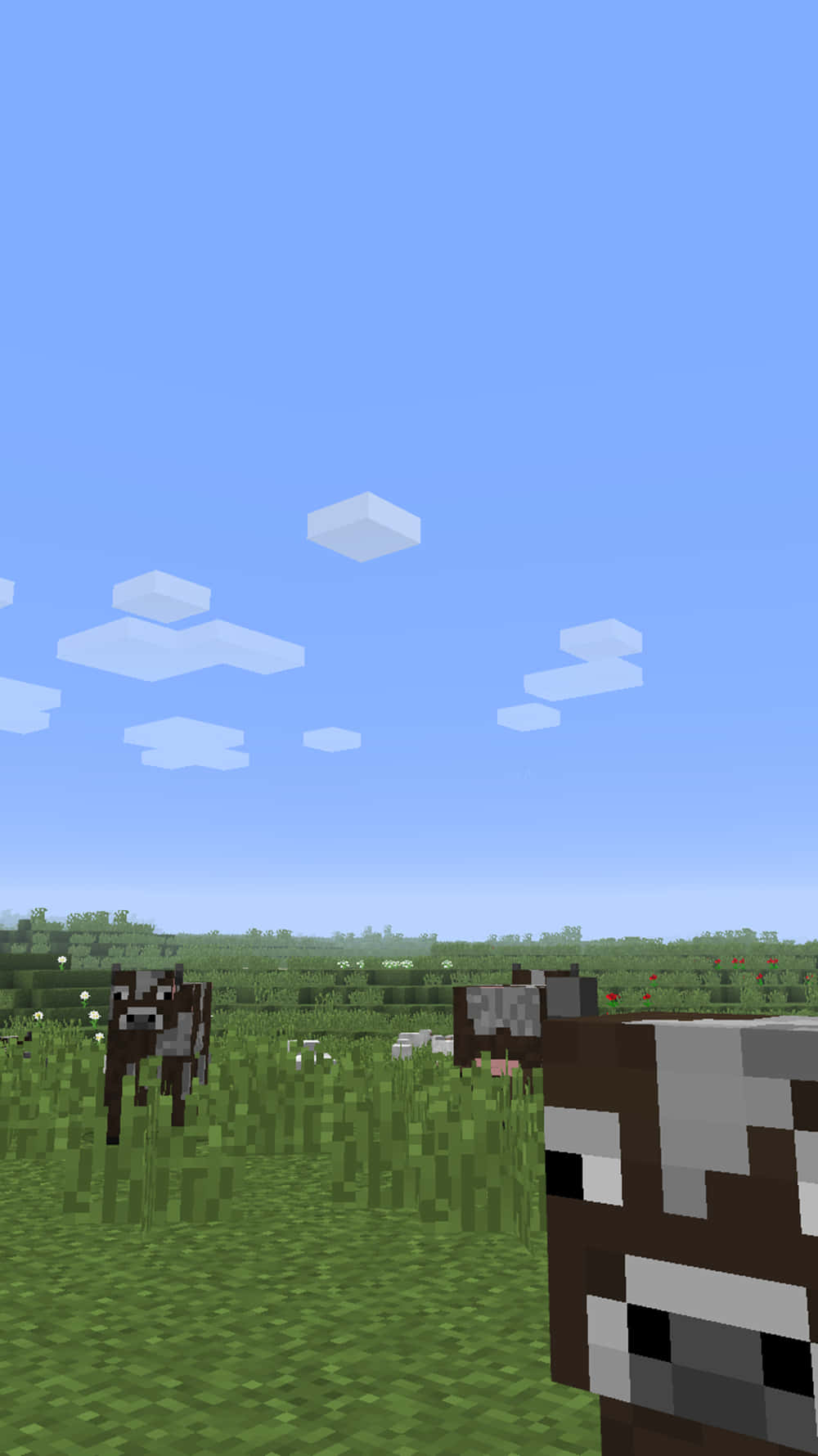 1000x1779 Download Pixel 3xl Minecraft Background Cows Grazing
