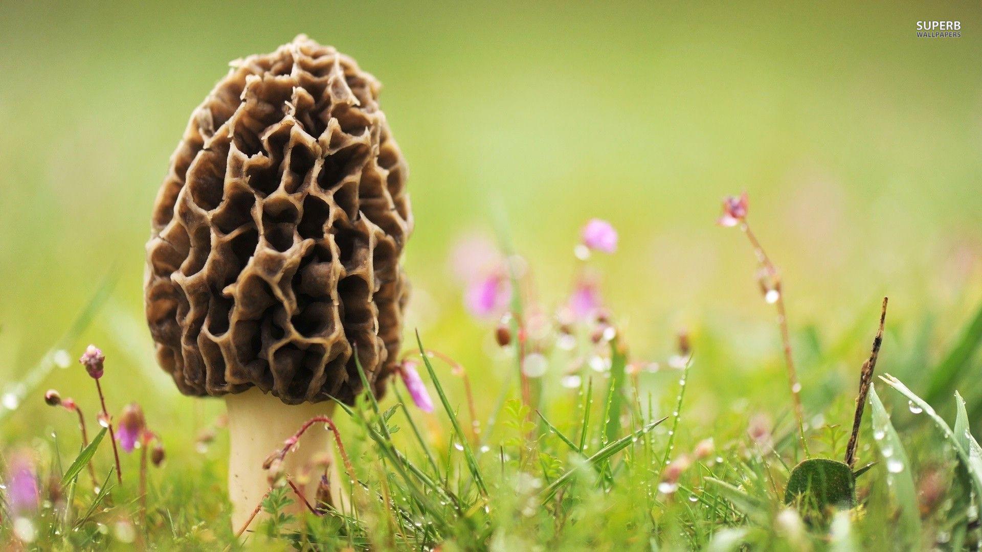 1920x1080 Mushroom Wallpaper (48)