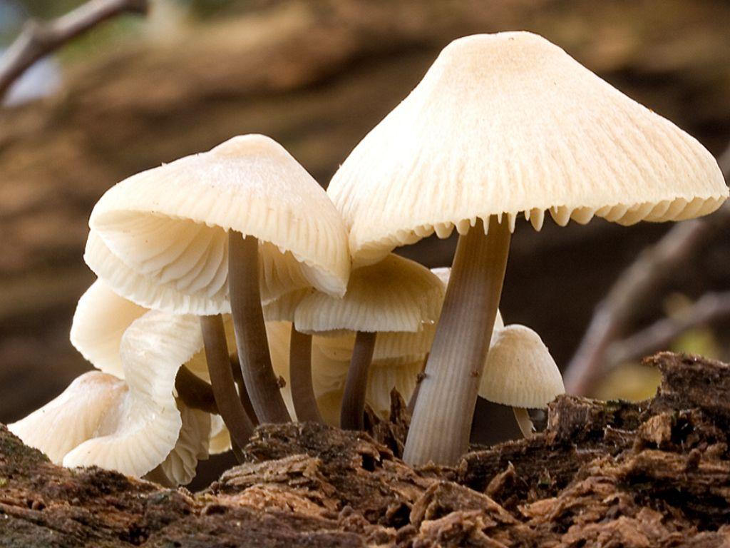 1024x768 Bollywood HD wallpaper 1080p: mushroom HD wallpaper