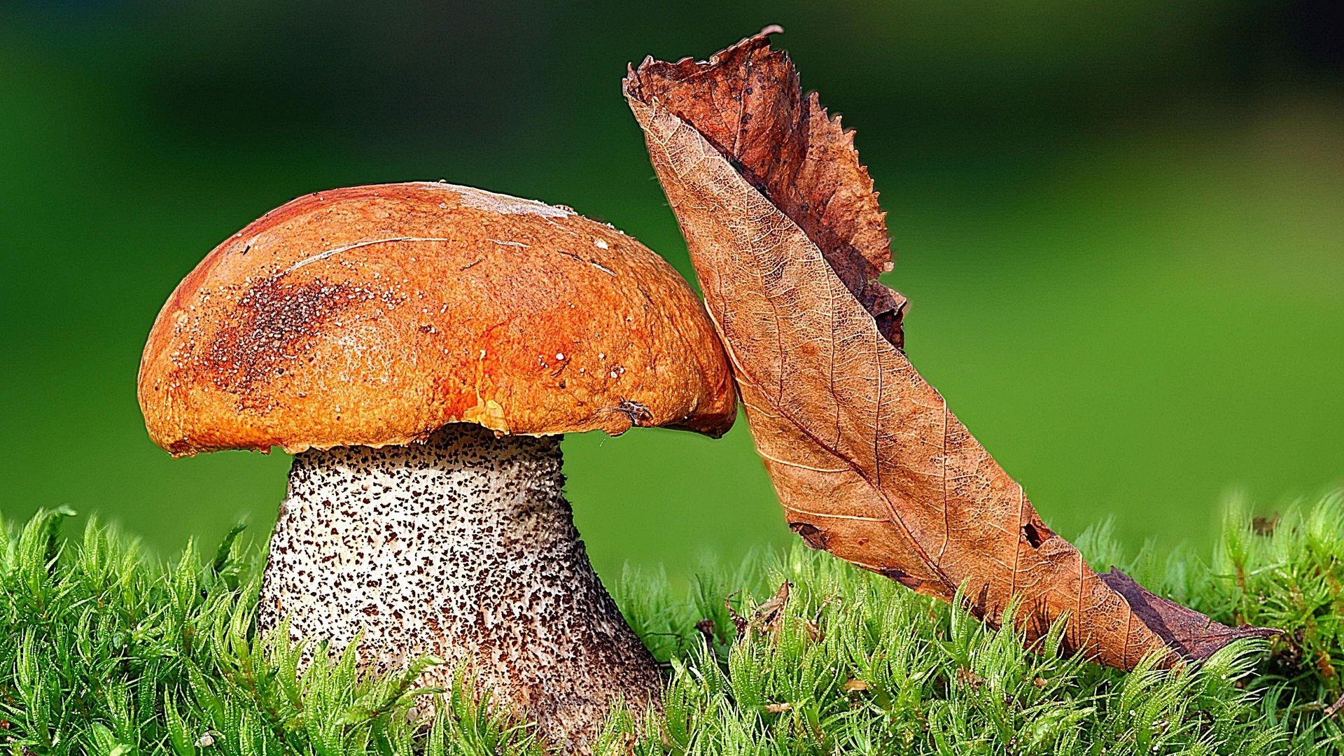 1920x1080 Download wallpaper 1920x1080 mushroom, leaves, grass, autumn full HD