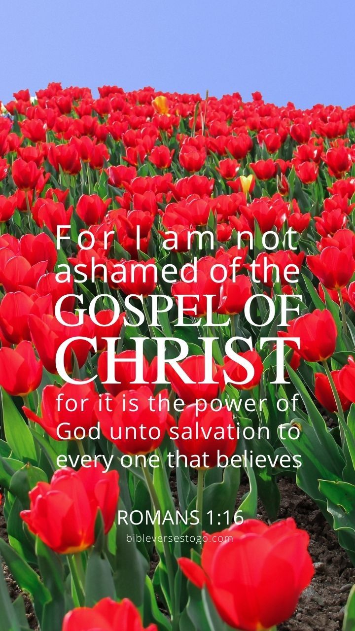 720x1280 Sea of Tulips Romans 1:16
