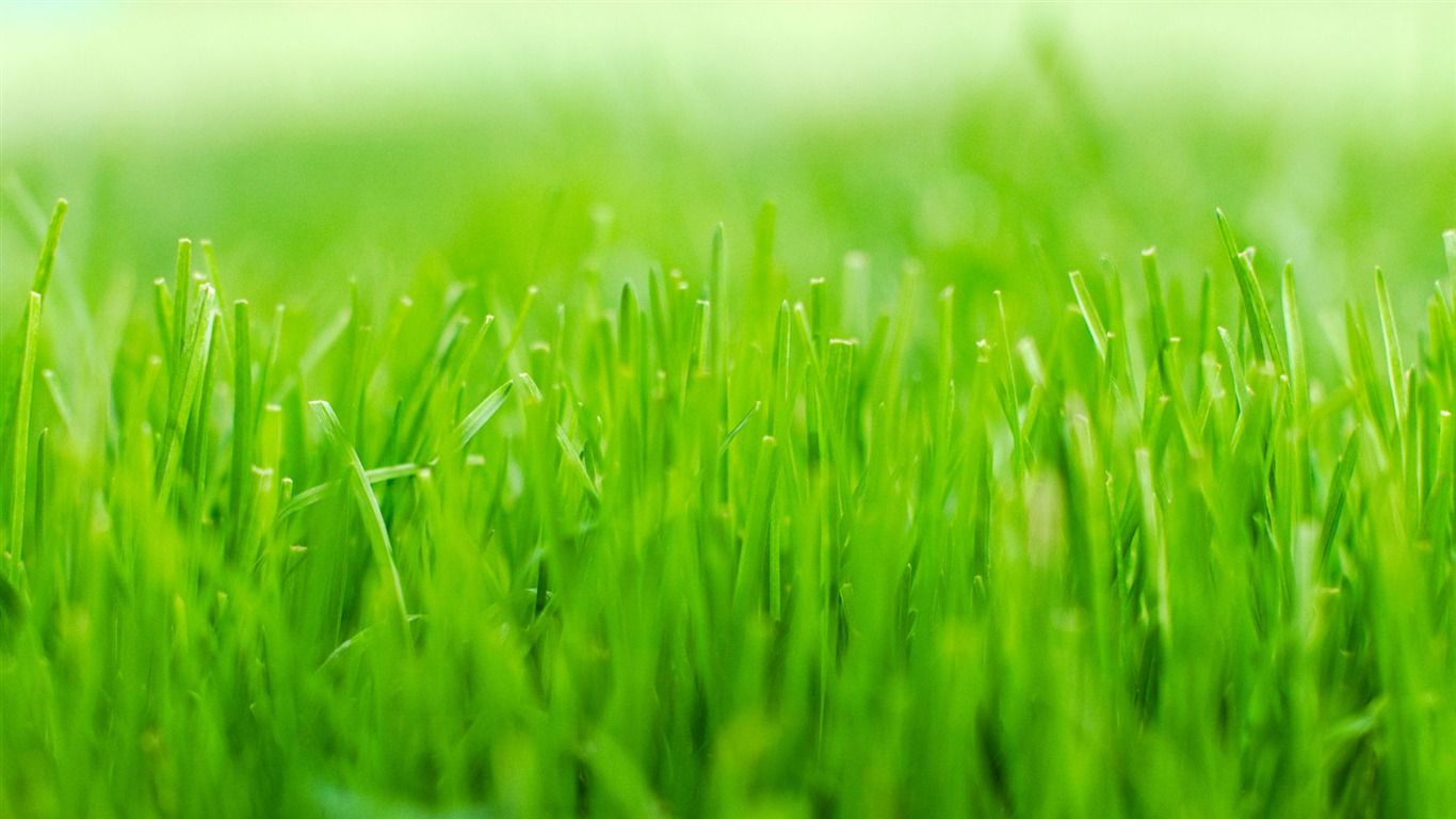 1366x768 Green Grass Macro Ubuntu 10 04 LTS Official Beautiful Desktop Wallpaper