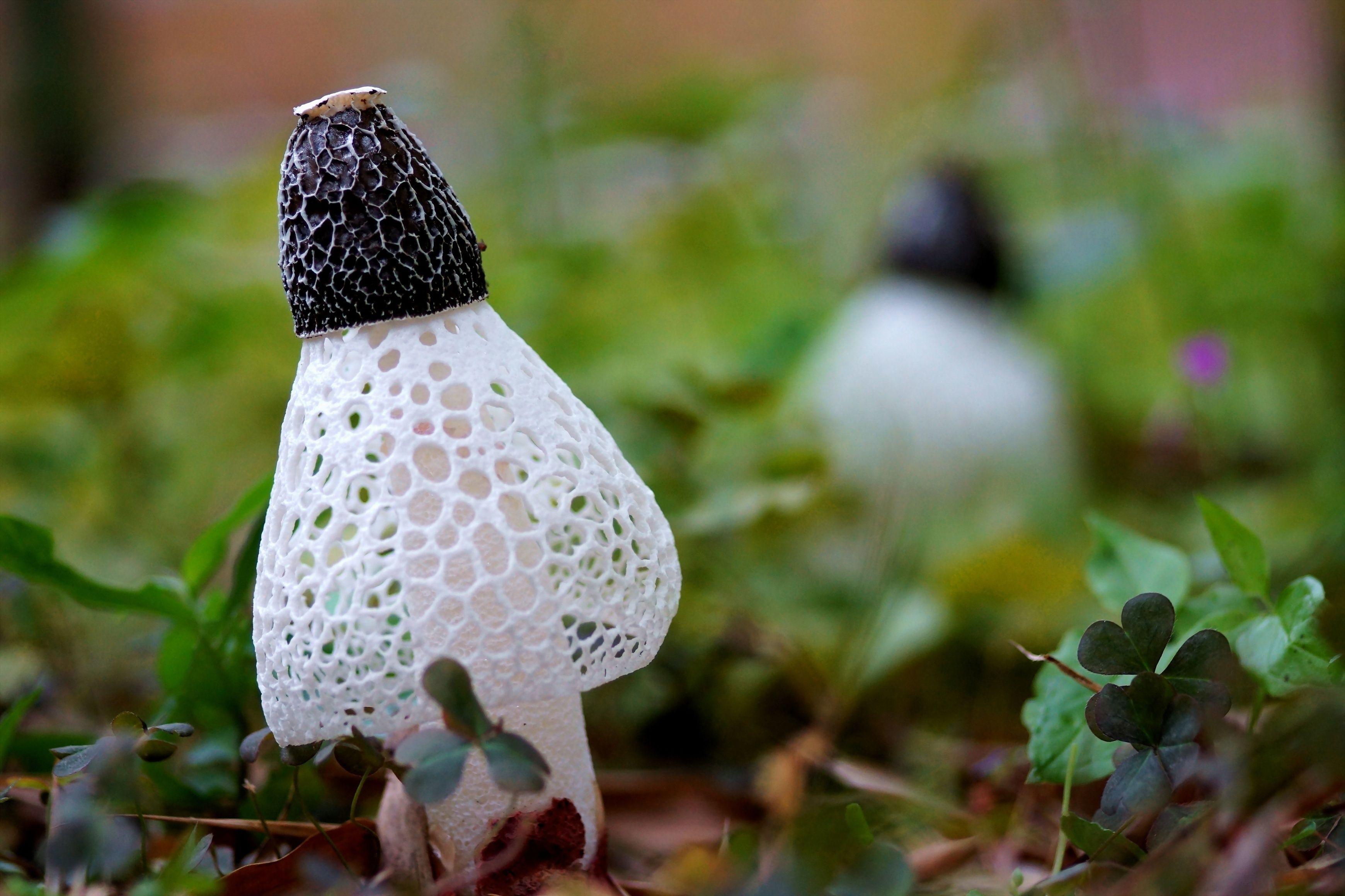 3480x2320 Mushroom Wallpaper (48)