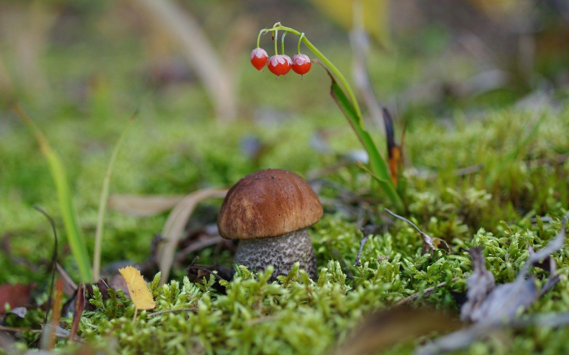 1920x1200 Forests: Mushroom Tapet Forest Green Red Berry Wallpaper Gallery