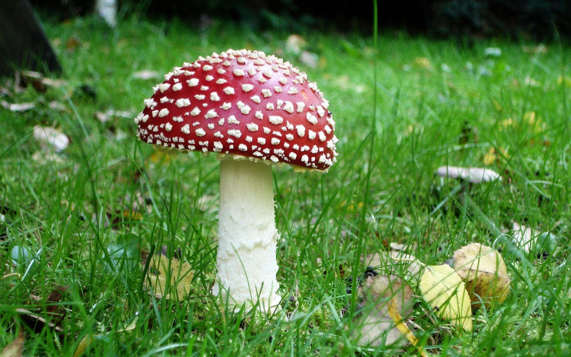 HD 1080P Mushroom Wallpapers - Top Free HD 1080P Mushroom Backgrounds ...