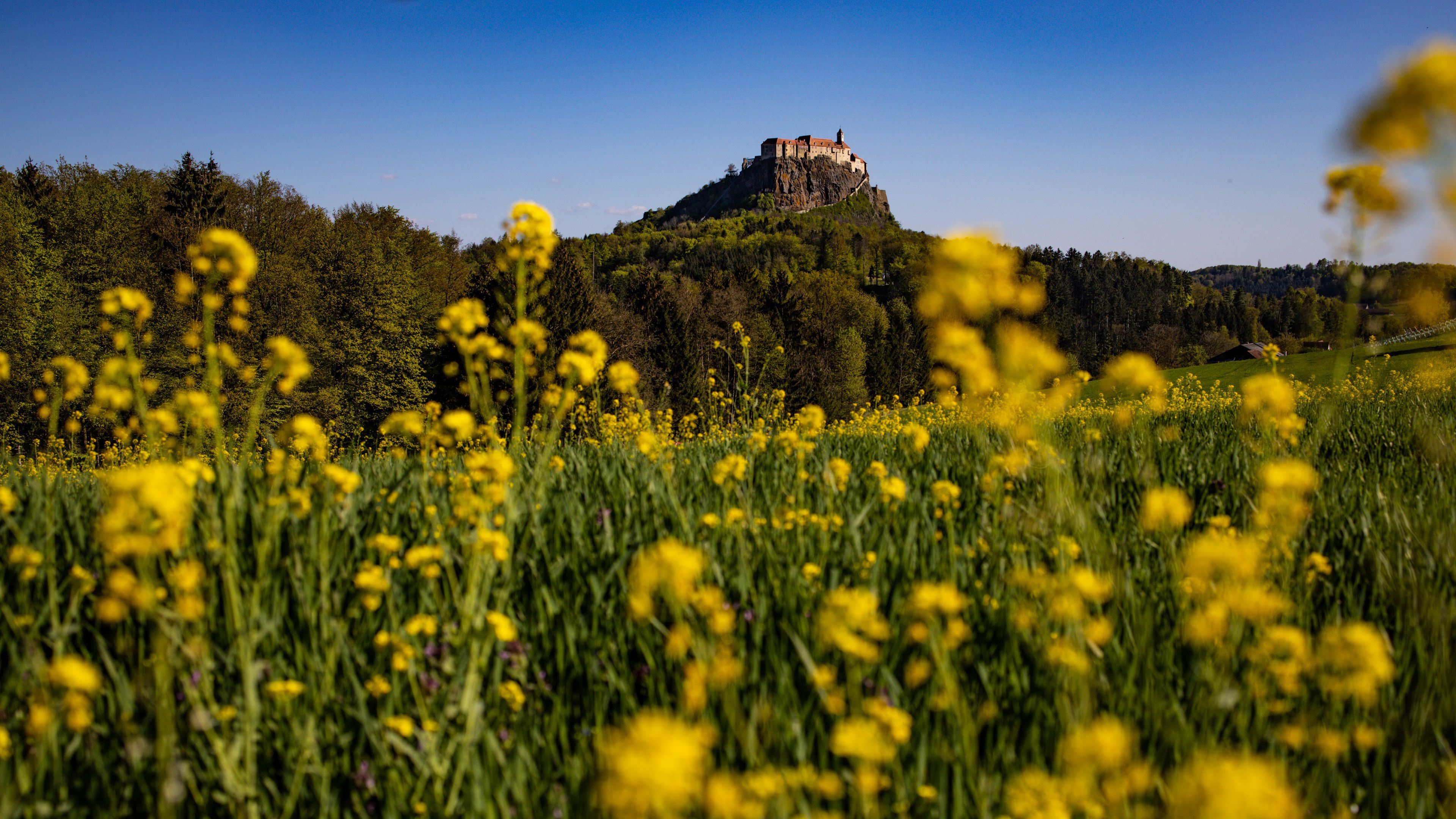 3840x2160 Closeup View Of Yellow Flowers Field Mountain Castle Background Under Blue Sky 4K HD Flowers Wallpaper