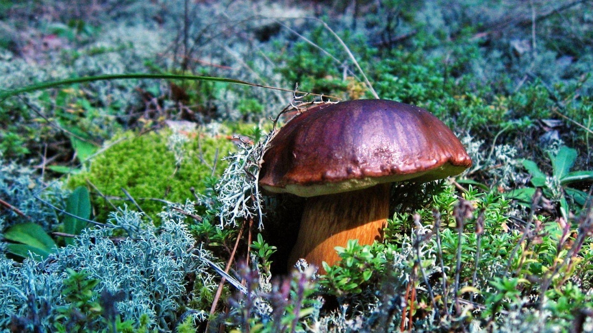 1920x1080 Download Wallpaper 1920x1080 butterdishes, mushroom, leaves, earth