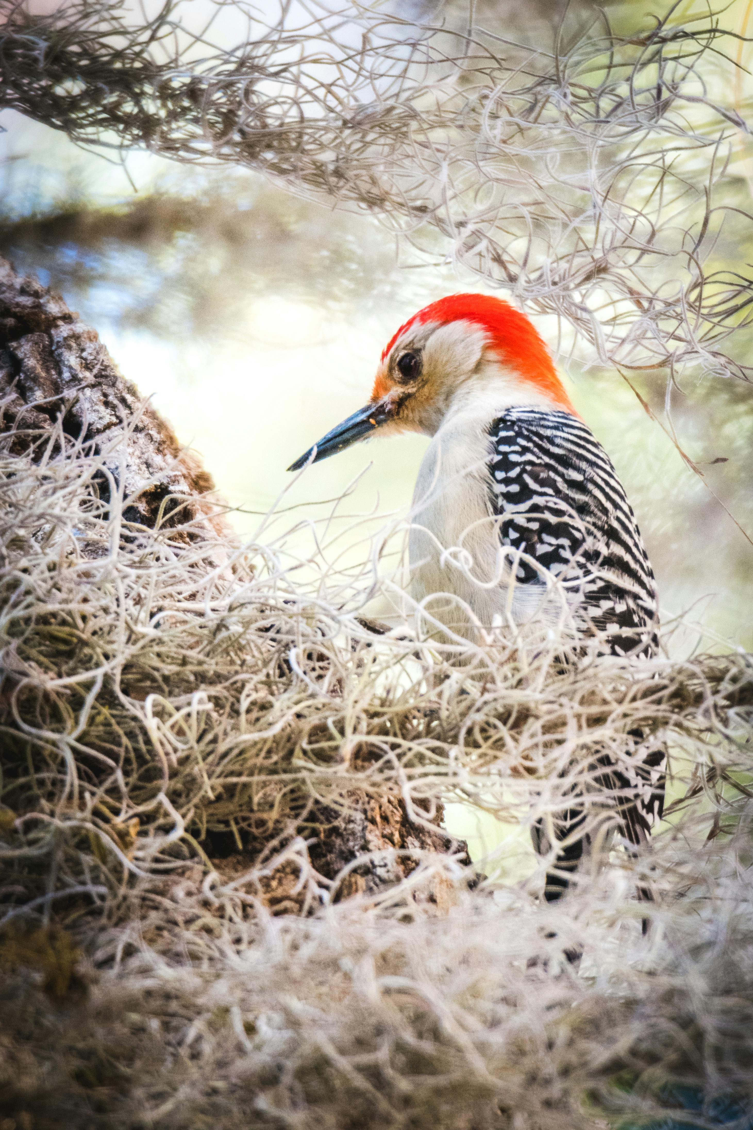 2922x4383 Focus Photography of Northern Flicker · Free