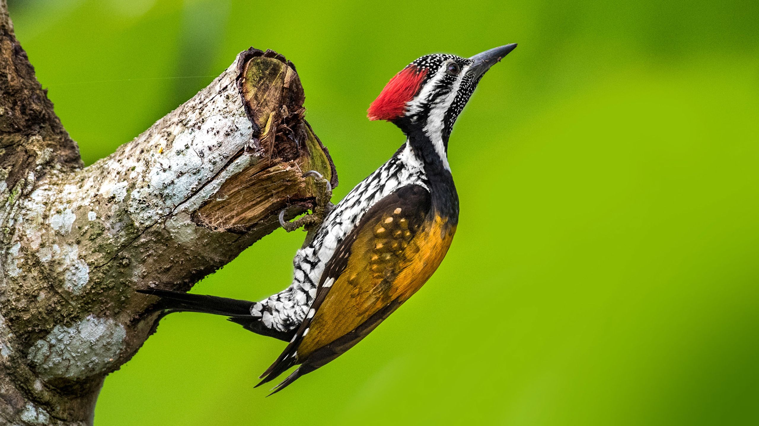 2560x1440 Download Bird Animal Woodpecker HD Wallpaperx1440