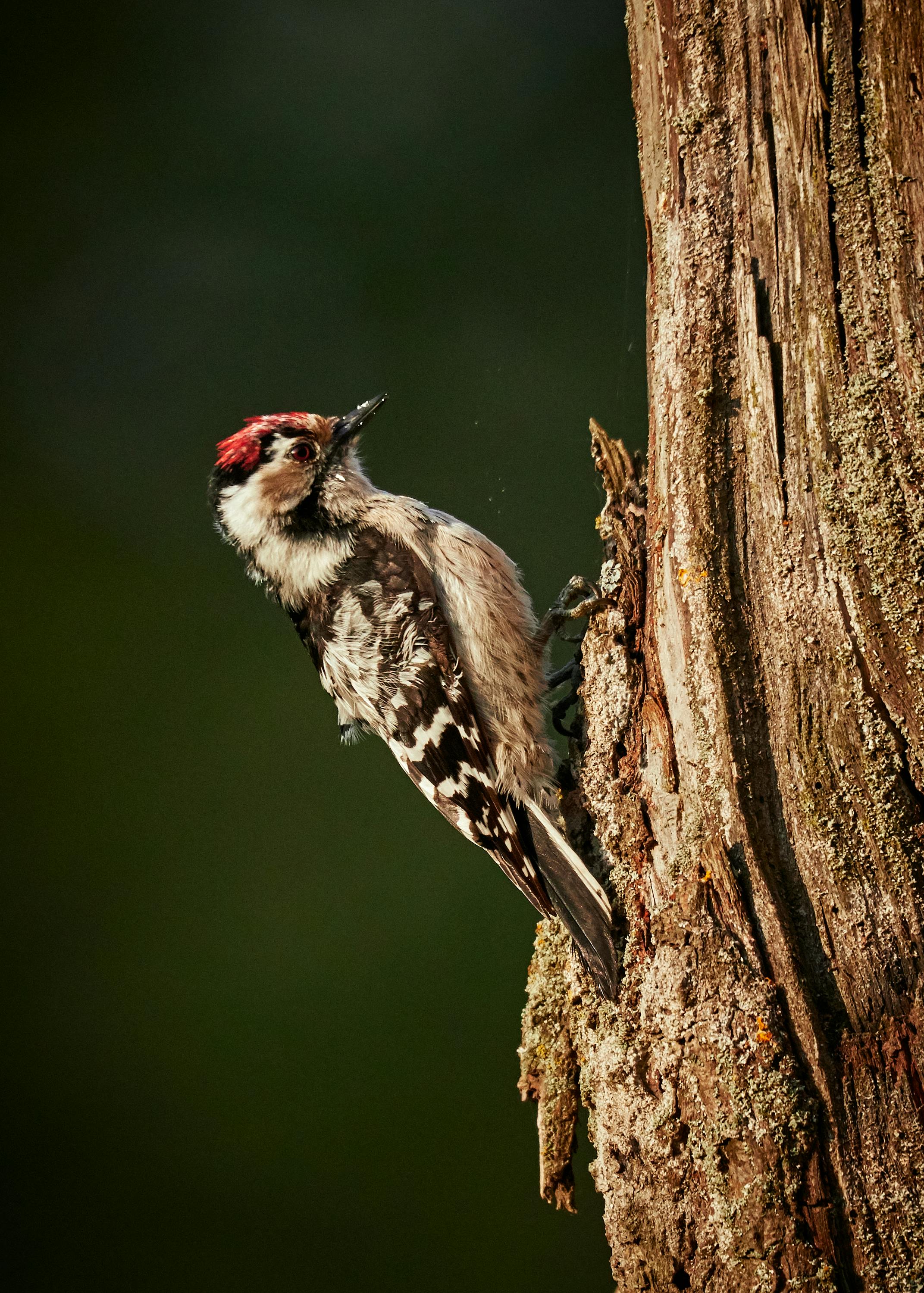 2143x3000 Selective Focus Photo of Downy Woodpecker on Tree Trunk · Free