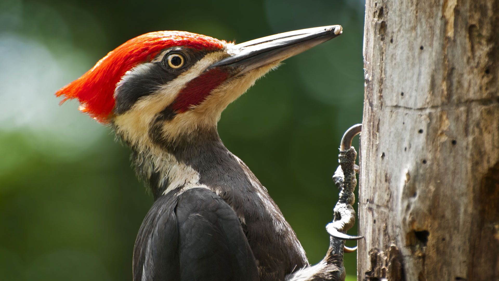1920x1080 Download Bird Animal Woodpecker HD Wallpaperx1080