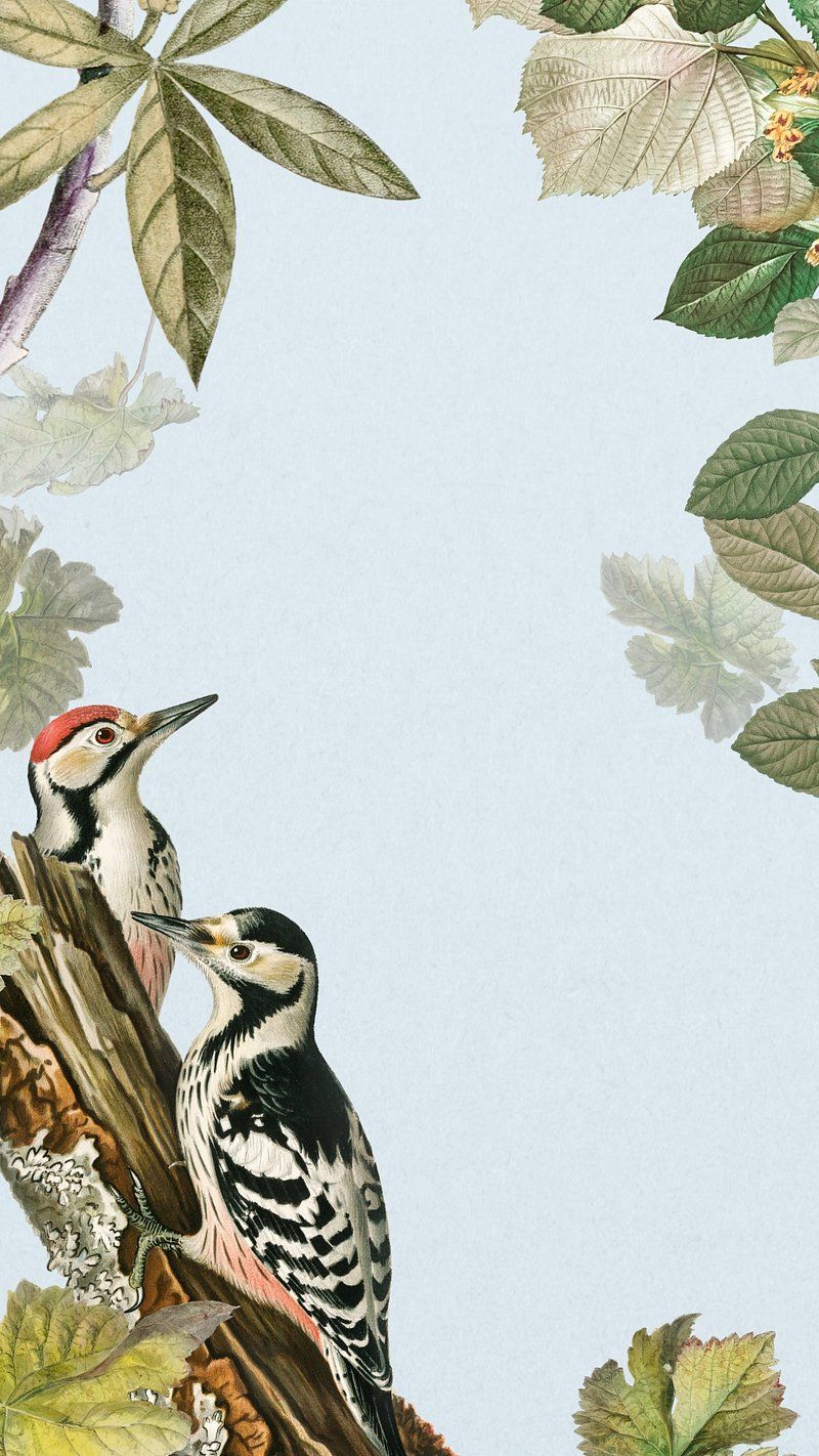 800x1422 White Backed Woodpecker Image Wallpaper